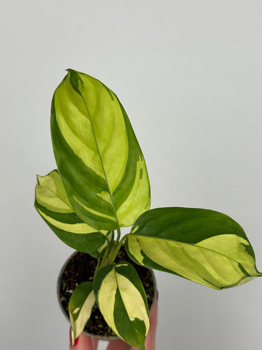 Ctenanthe lubbersiana “Golden Mosaic”