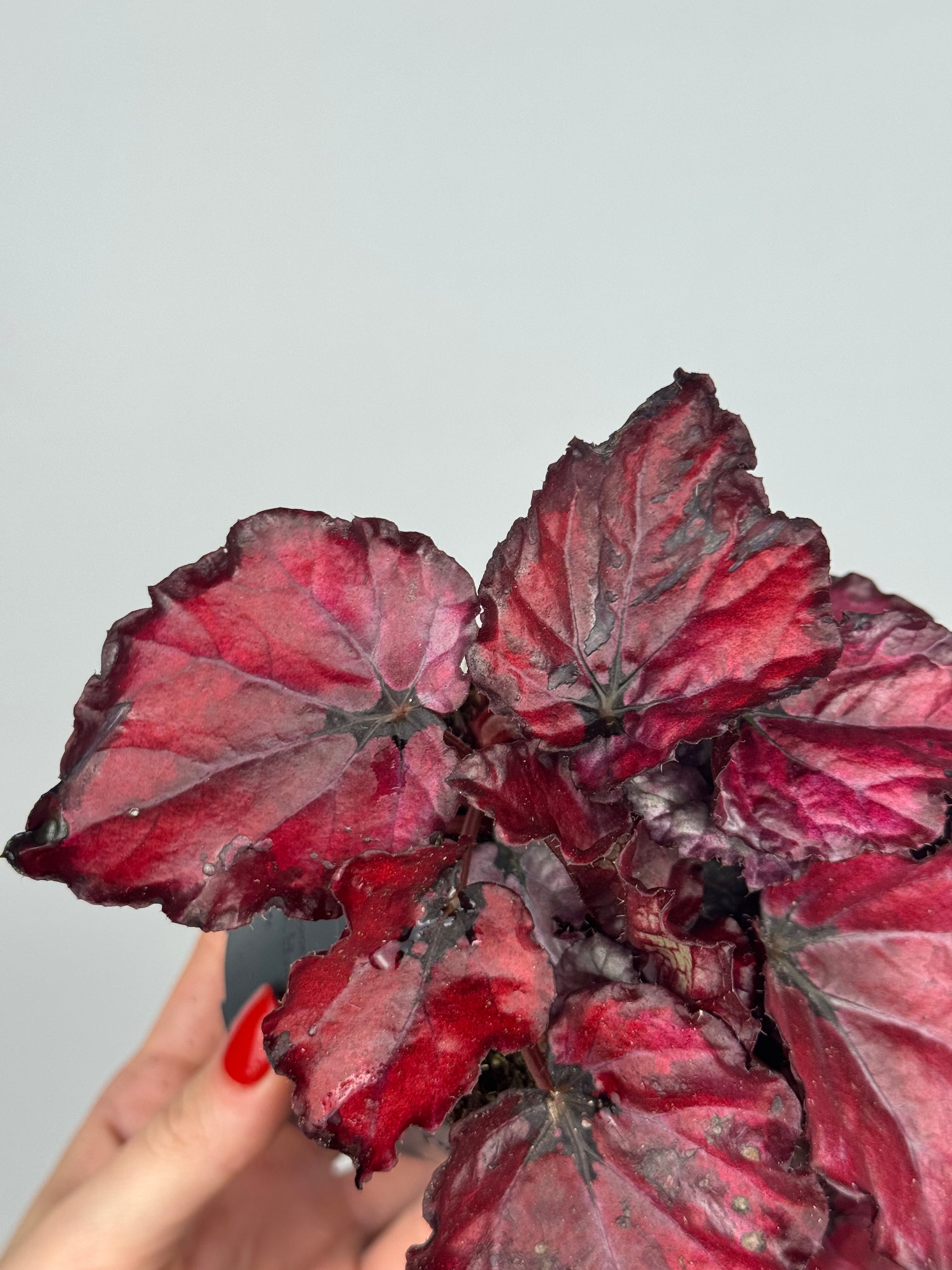 Begonia “Red Bull”