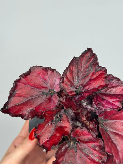 Begonia “Red Bull”
