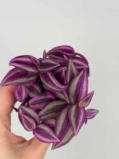 Tradescantia 'Pink Paradise'