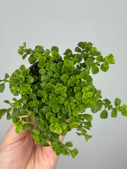 Pilea Depressa 'Sao Paulo'
