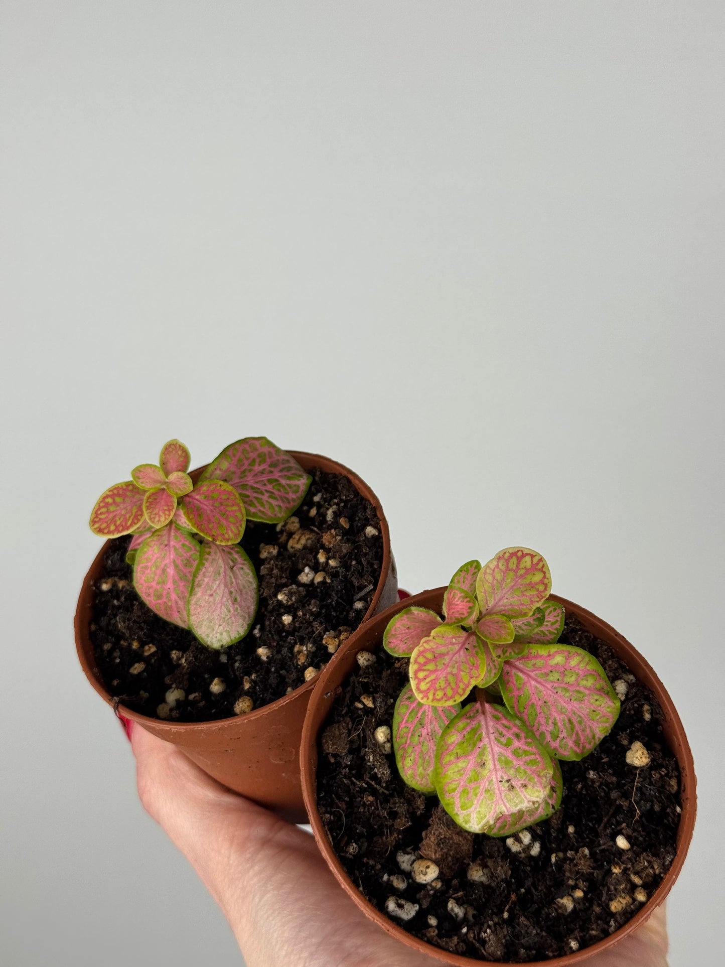 Fittonia Bundle | Dina & Dinetta