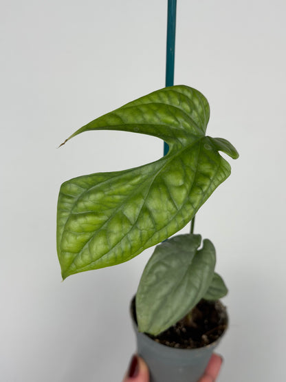 Amydrium Medium Silver | Thorn