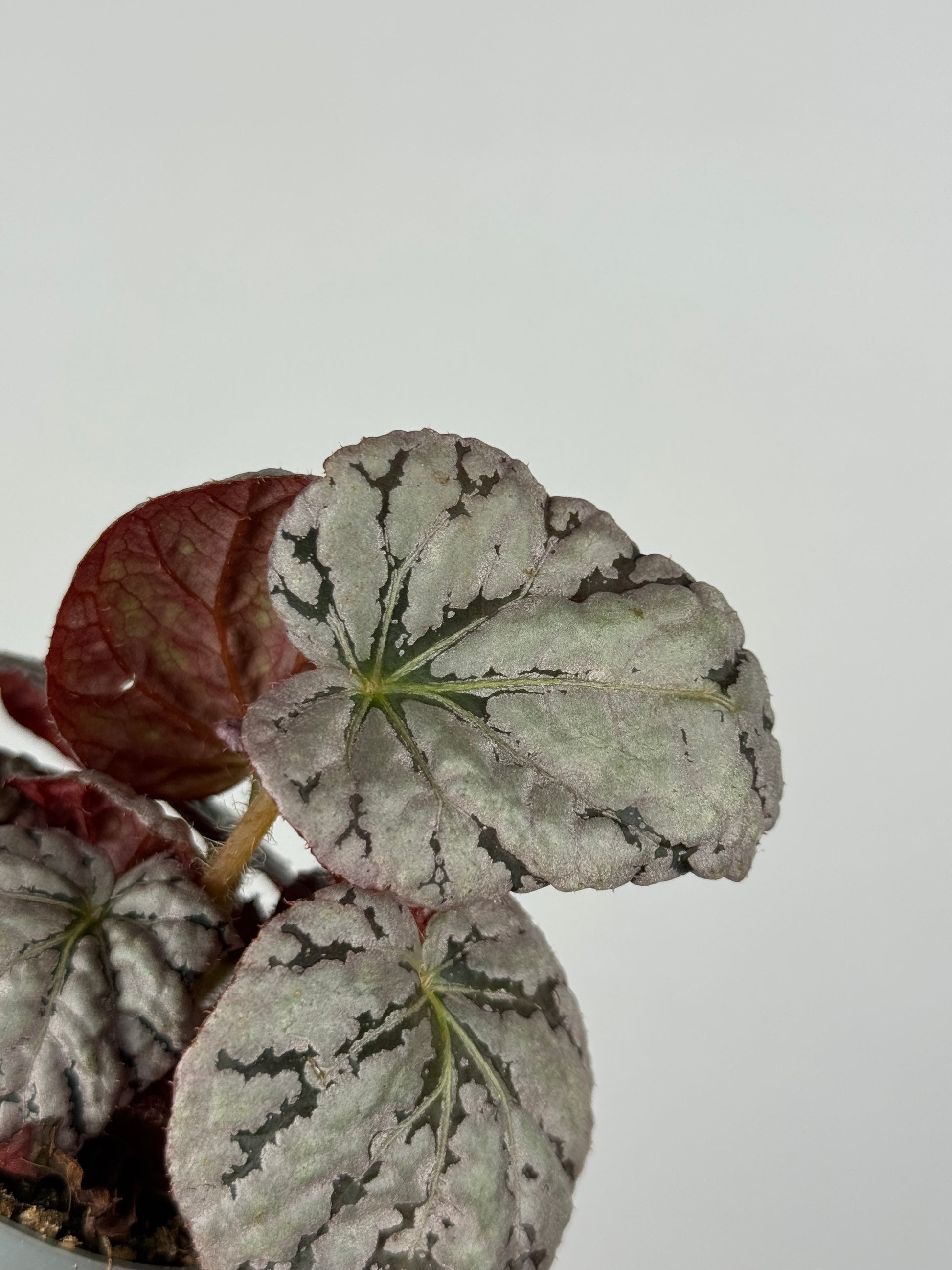 Begonia Rex “Chayo”