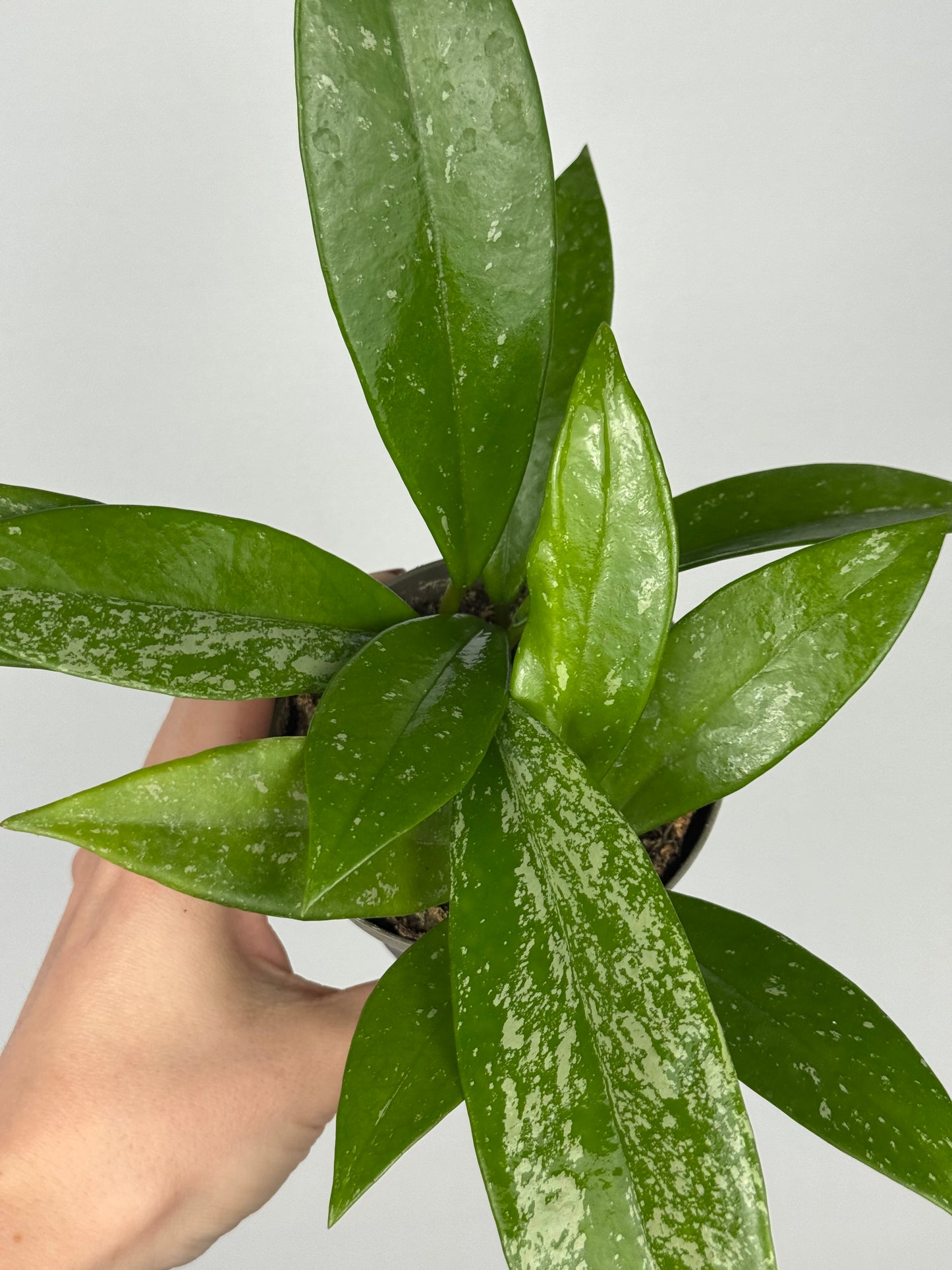 Hoya Pubicalyx