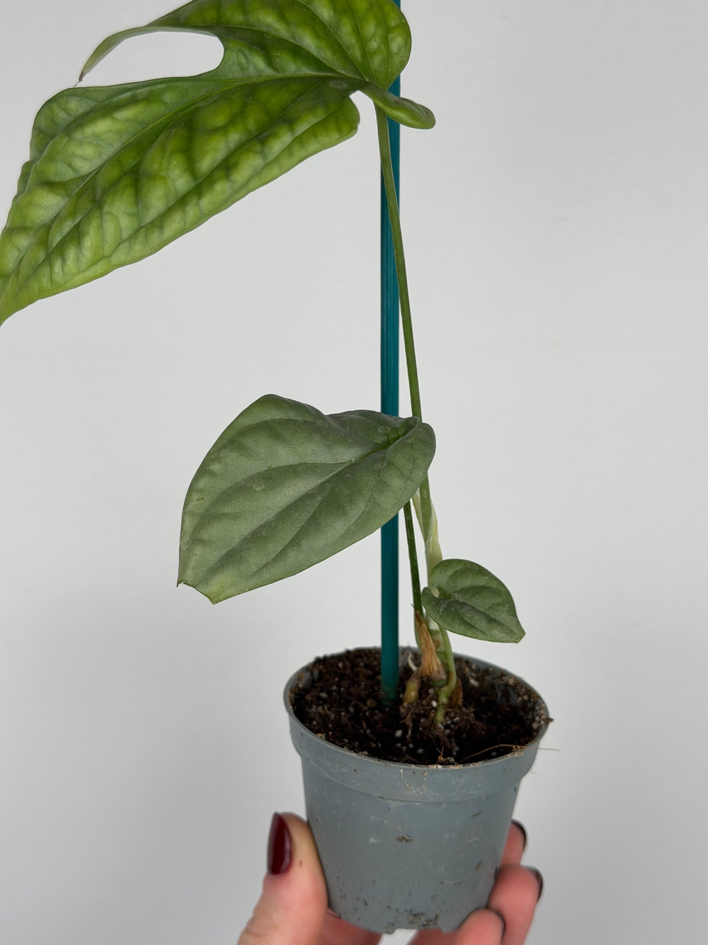 Amydrium Medium Silver | Thorn