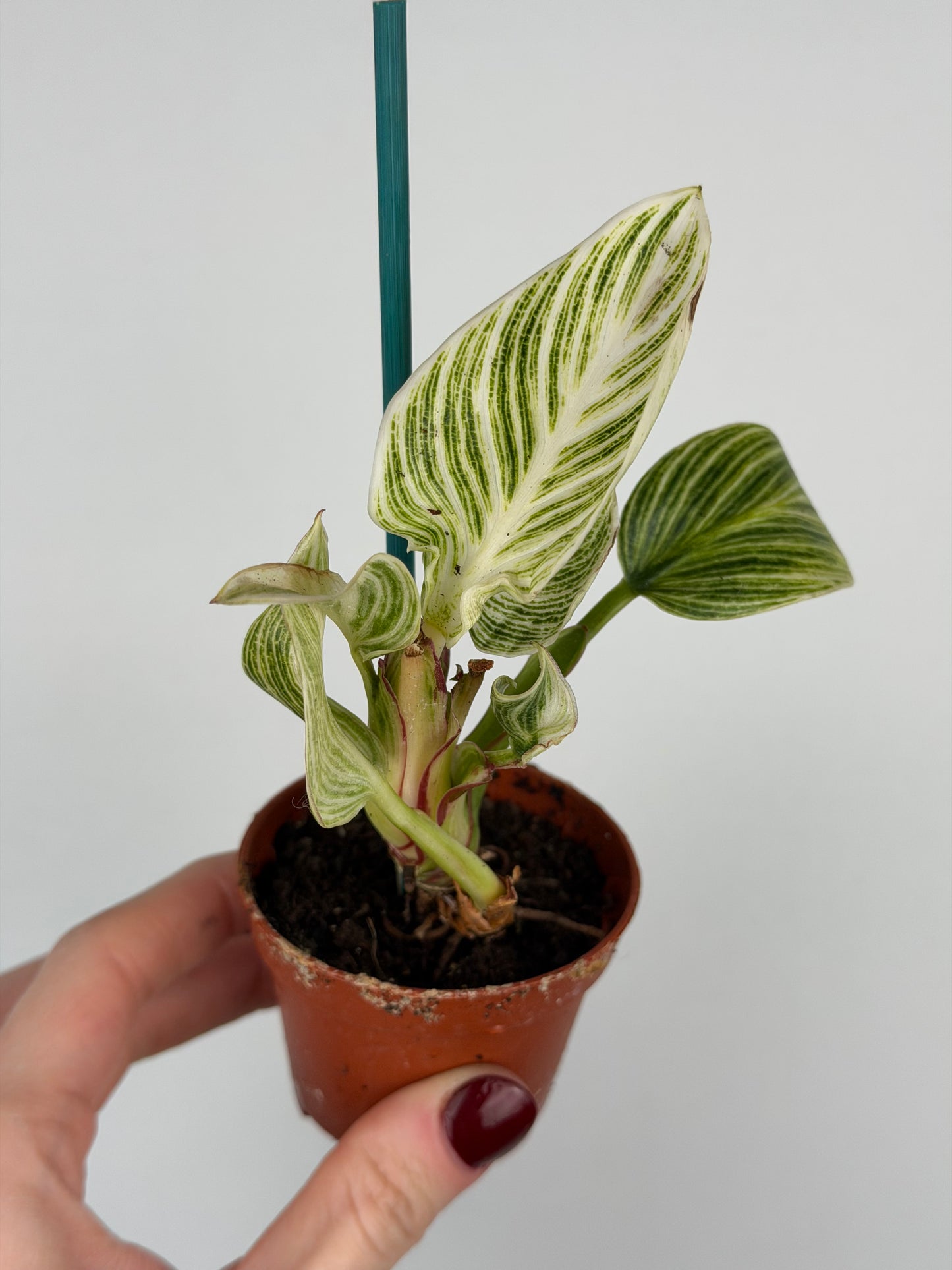 Philodendron White veins | Arlo