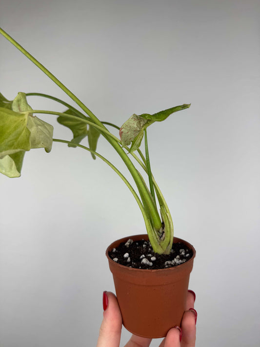 Syngonium Milk Confetti | Paolo