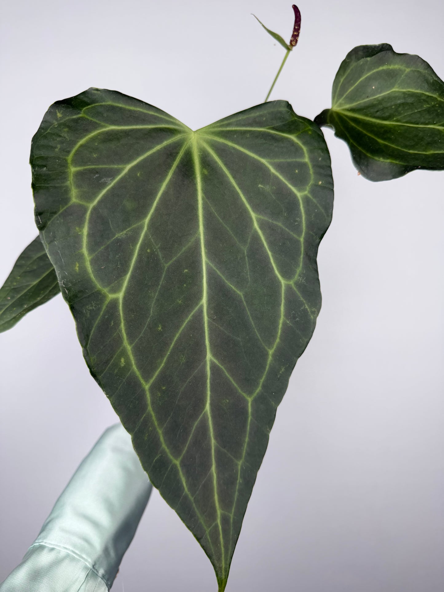 Anthurium Delta Force