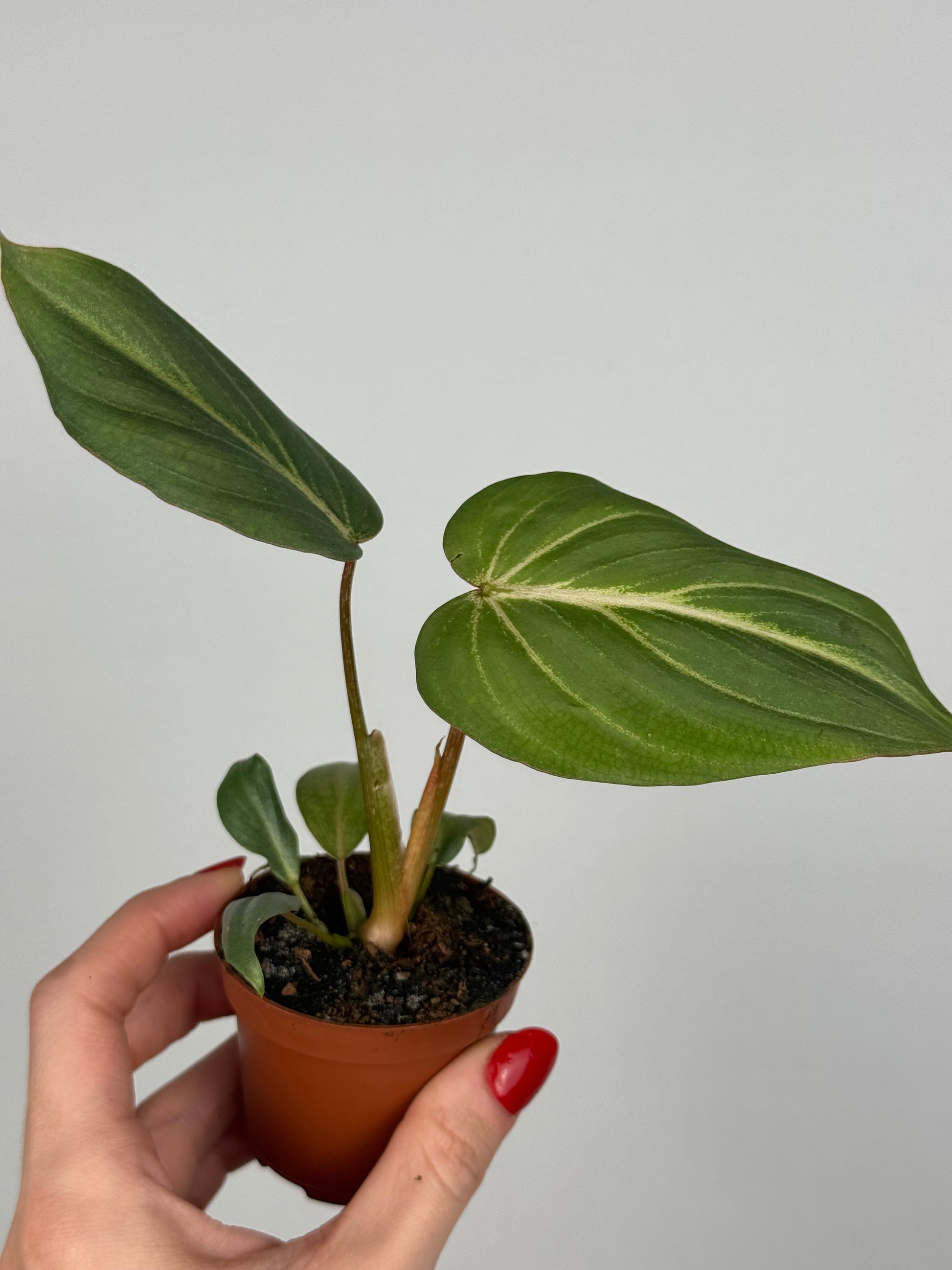 Philodendron Gloriosum