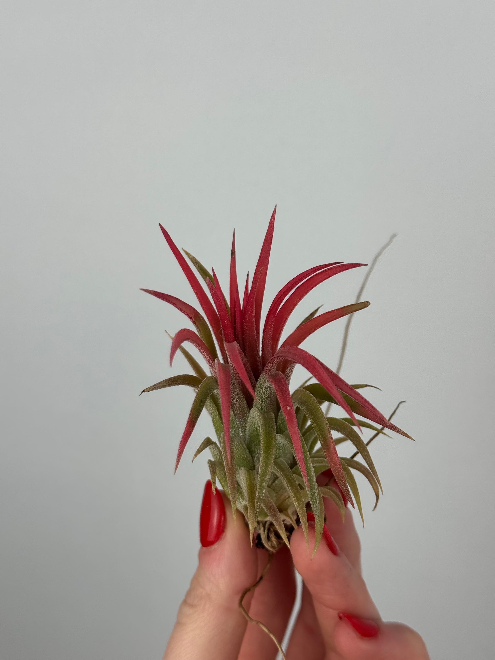 Tillandsia ionantha