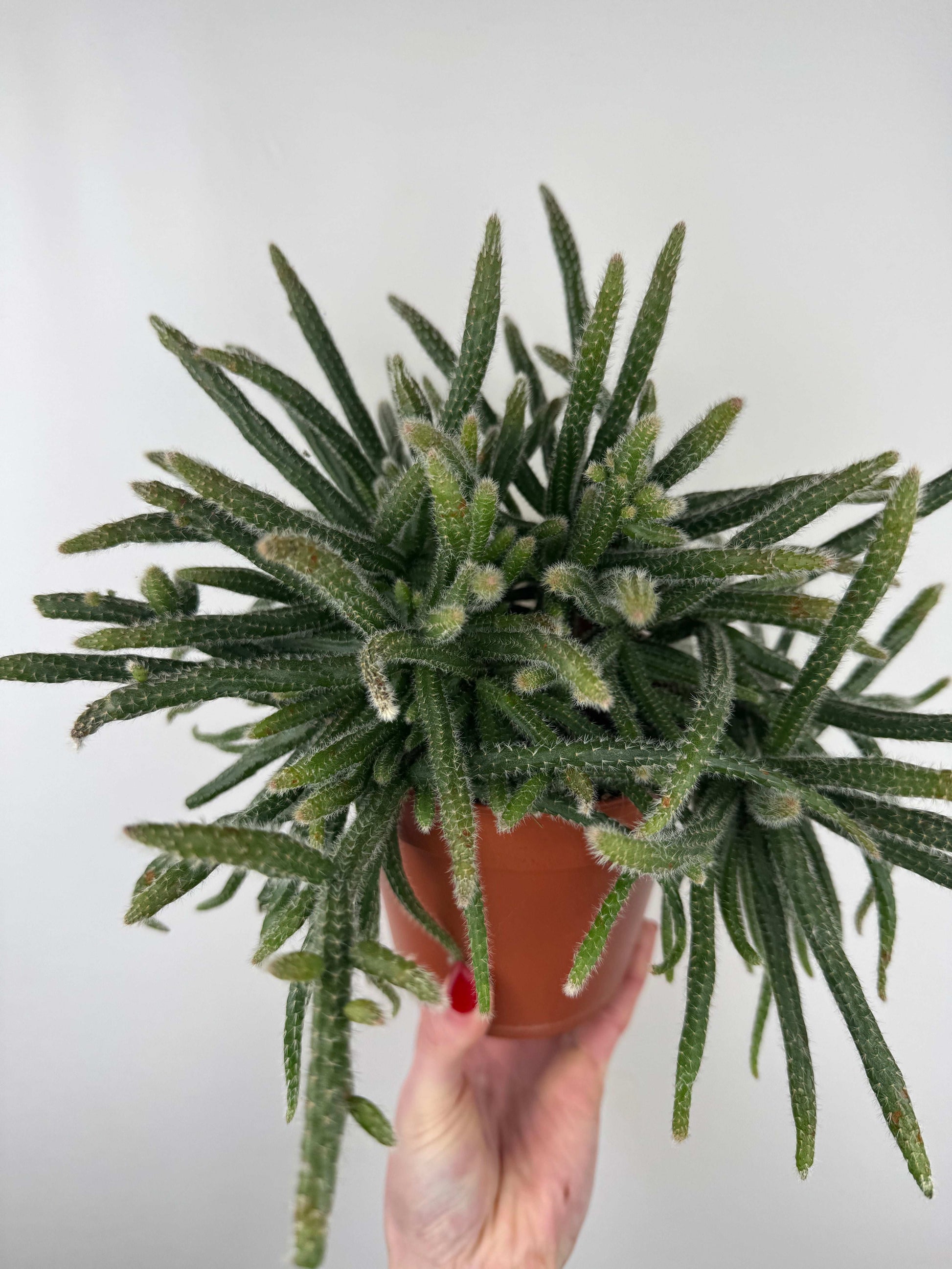 Rhipsalis Baccifera “Horrida”