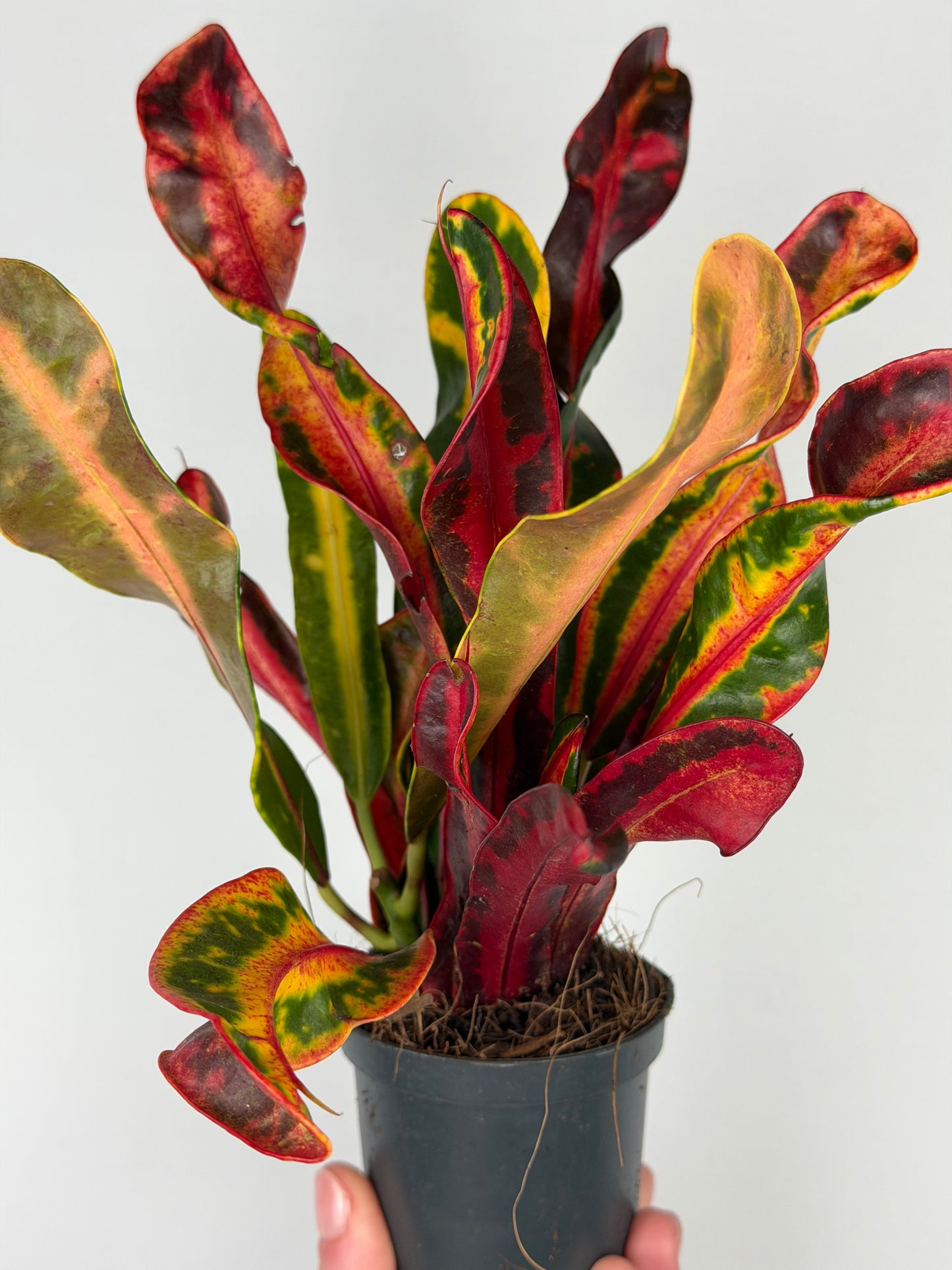 Codiaeum variegatum 'Bush on fire' Codiaeum Tropical Corner