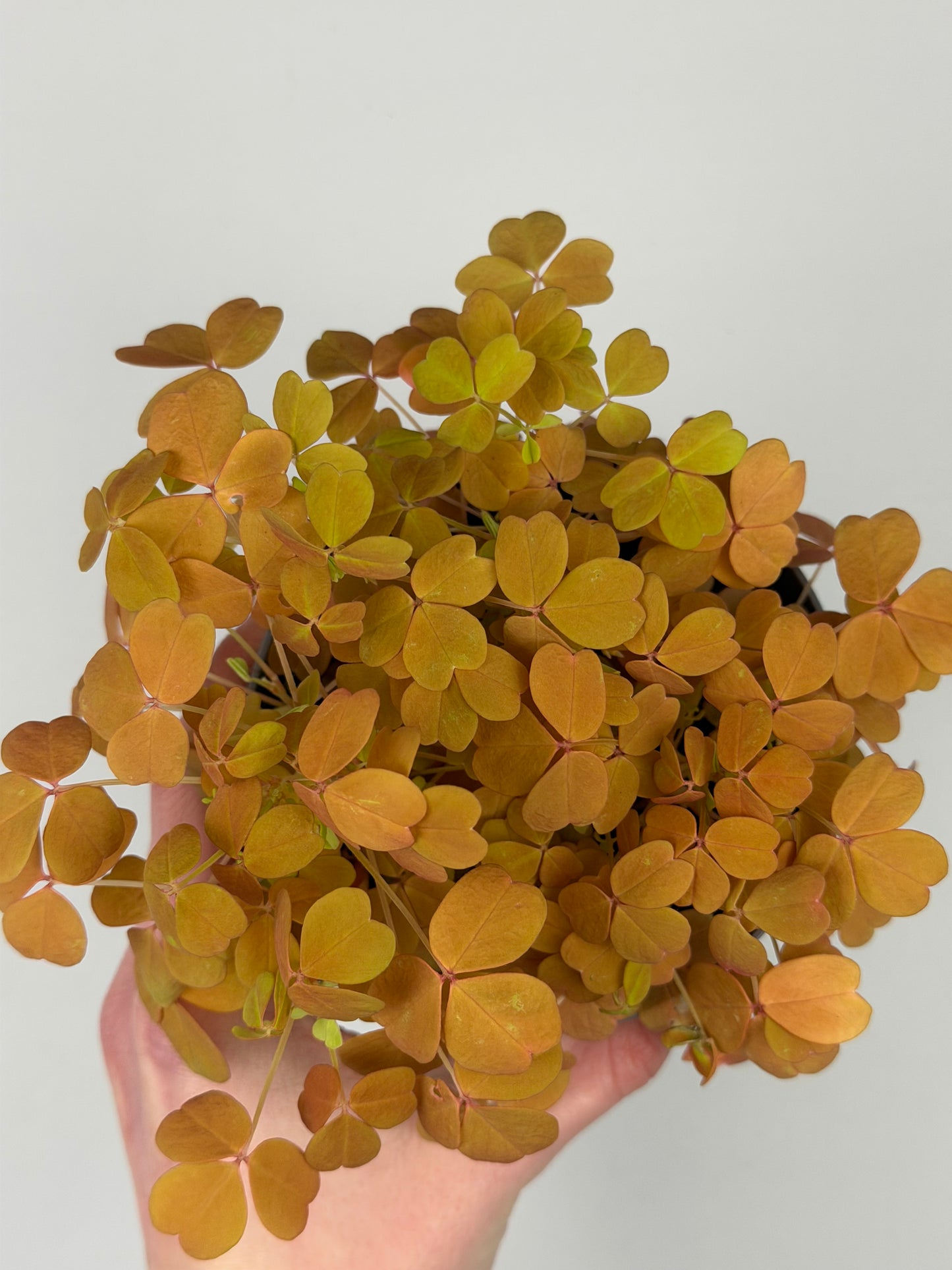 Oxalis Vulcanicola 'Sunset Velvet' Oxalis Tropical Corner