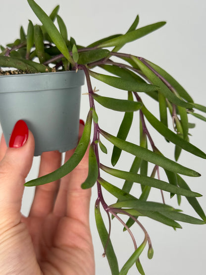 Senecio herreianus “Purple Flush”