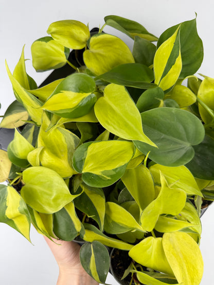 Philodendron Scandens Brasil Philodendron Tropical Corner