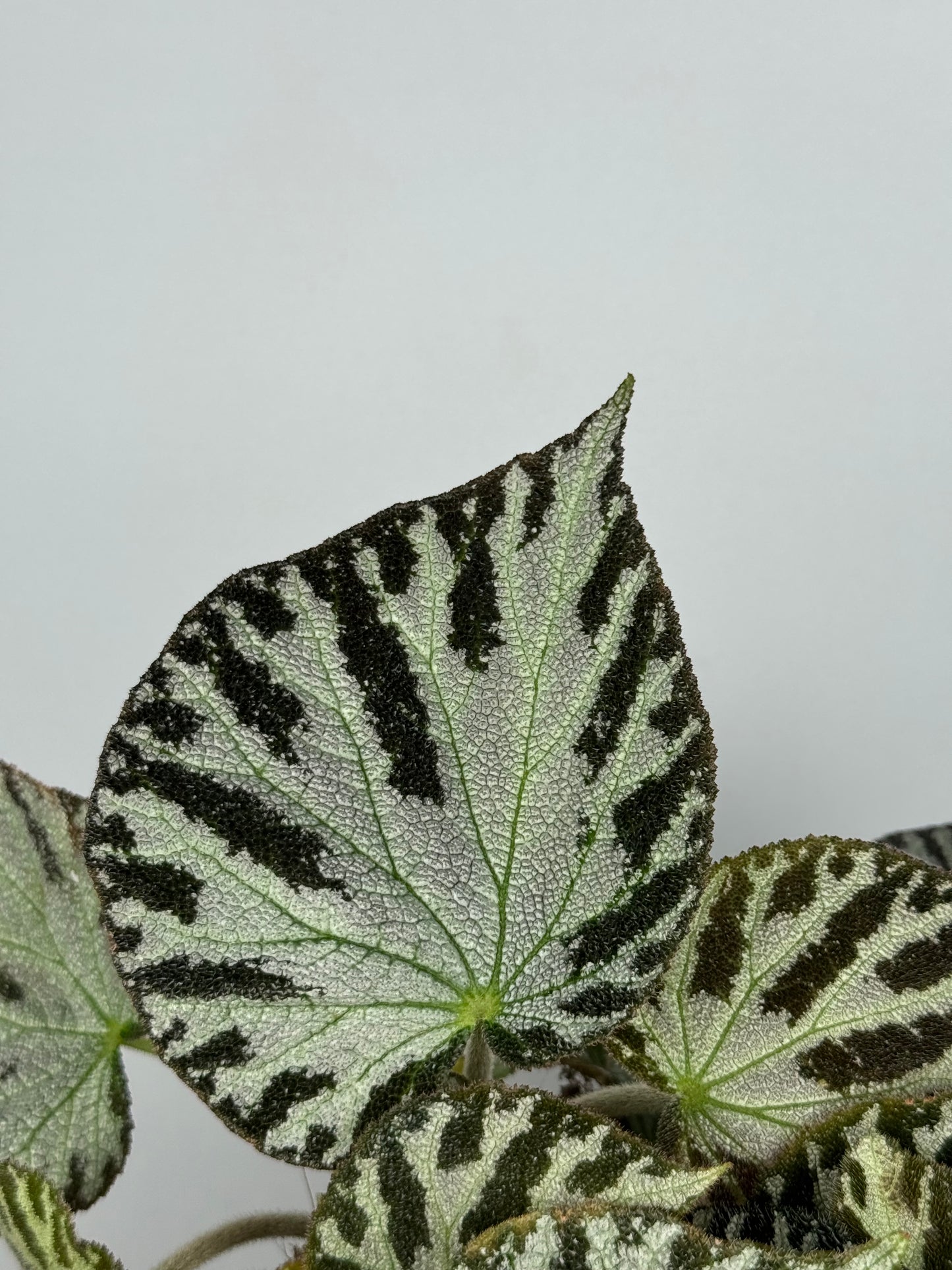 Begonia “Silver Jewel”