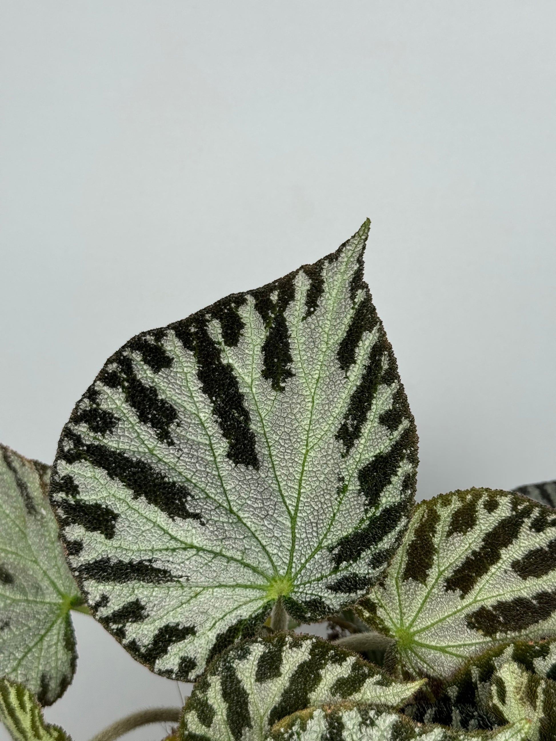 Begonia “Silver Jewel”