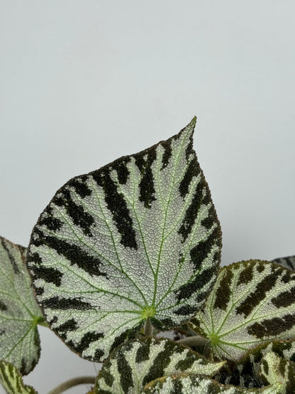 Begonia “Silver Jewel”