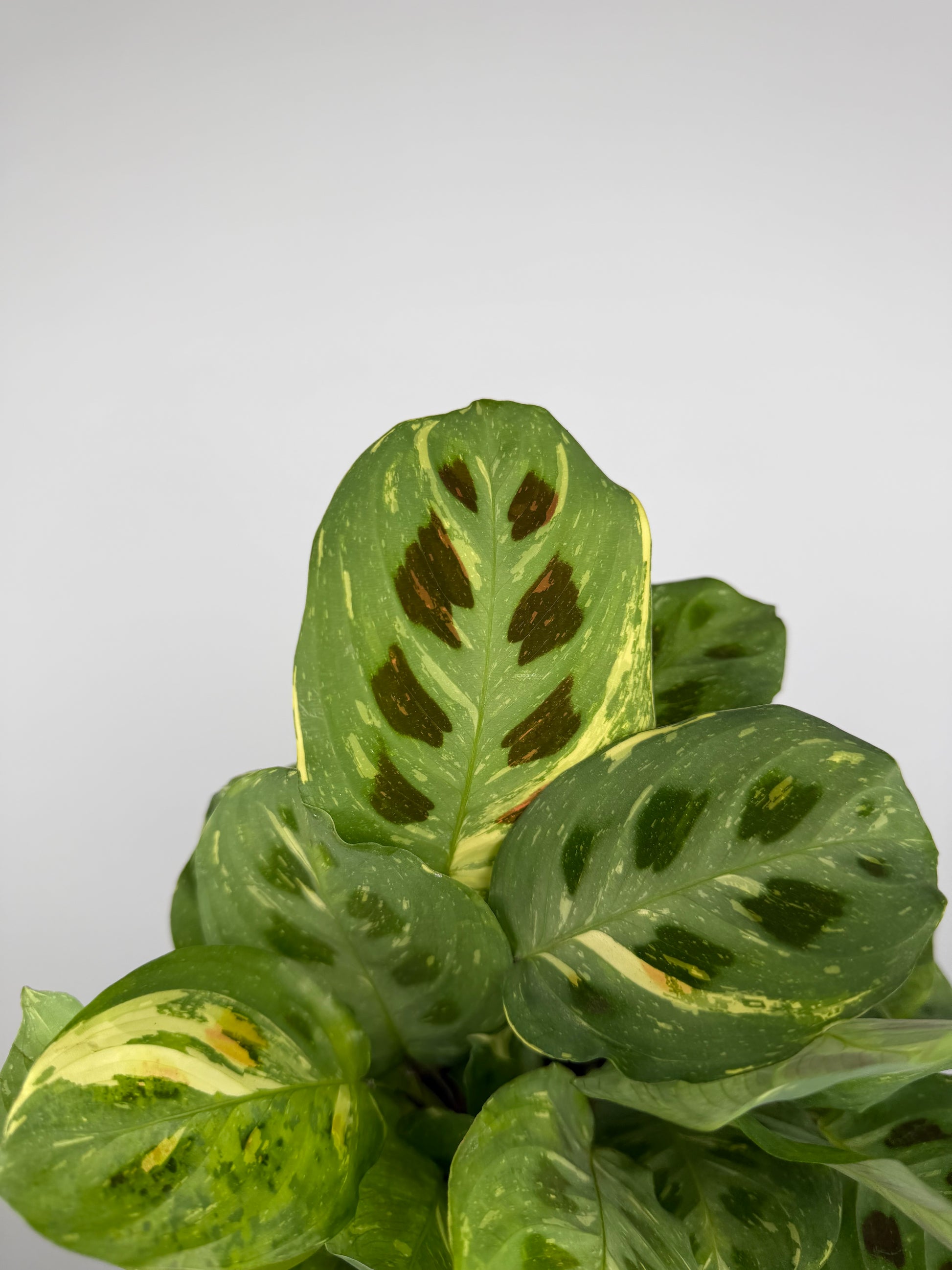 Maranta Leuconeura Kerchoveana Variegata