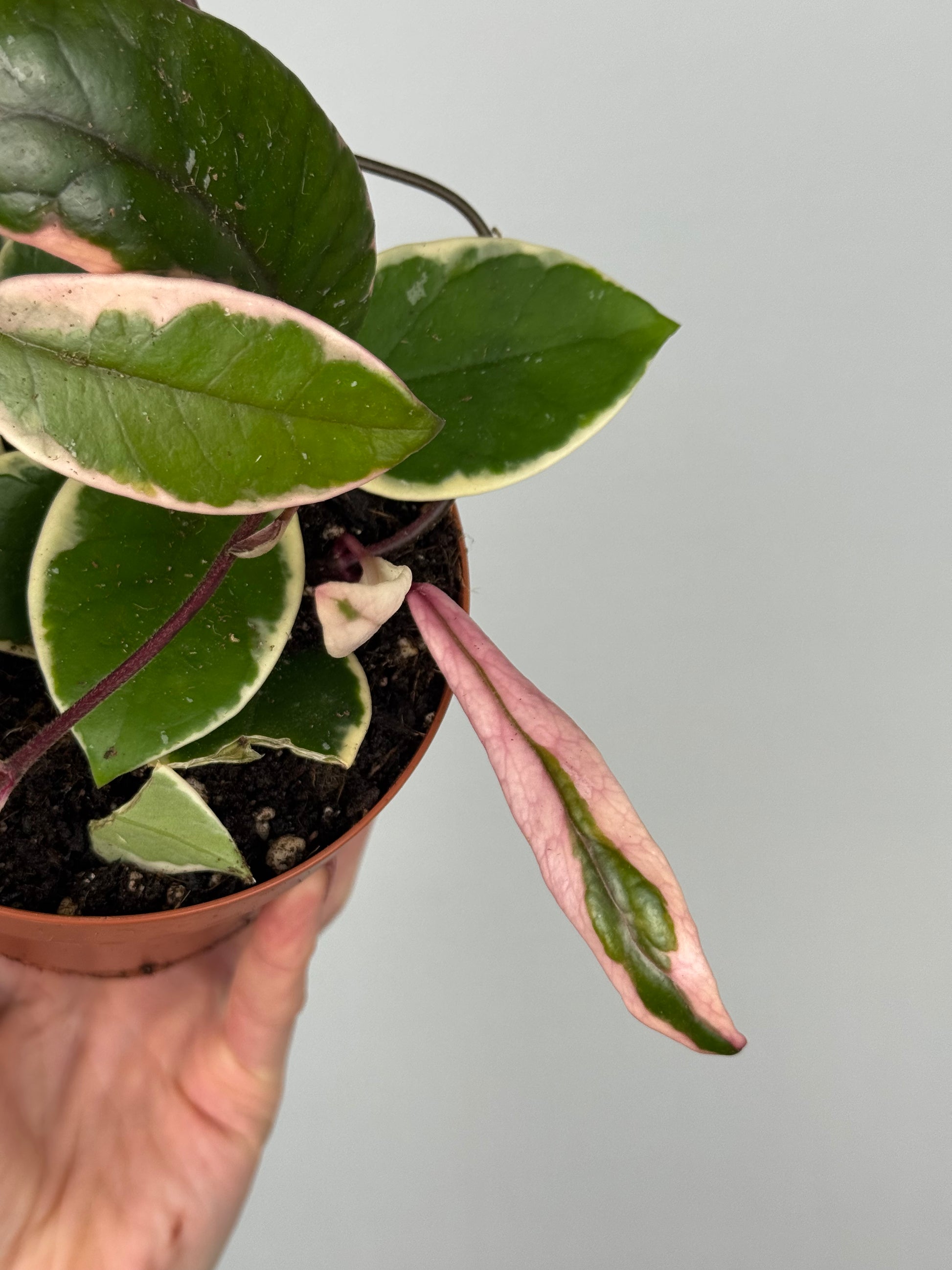 Hoya Flamingo Dream