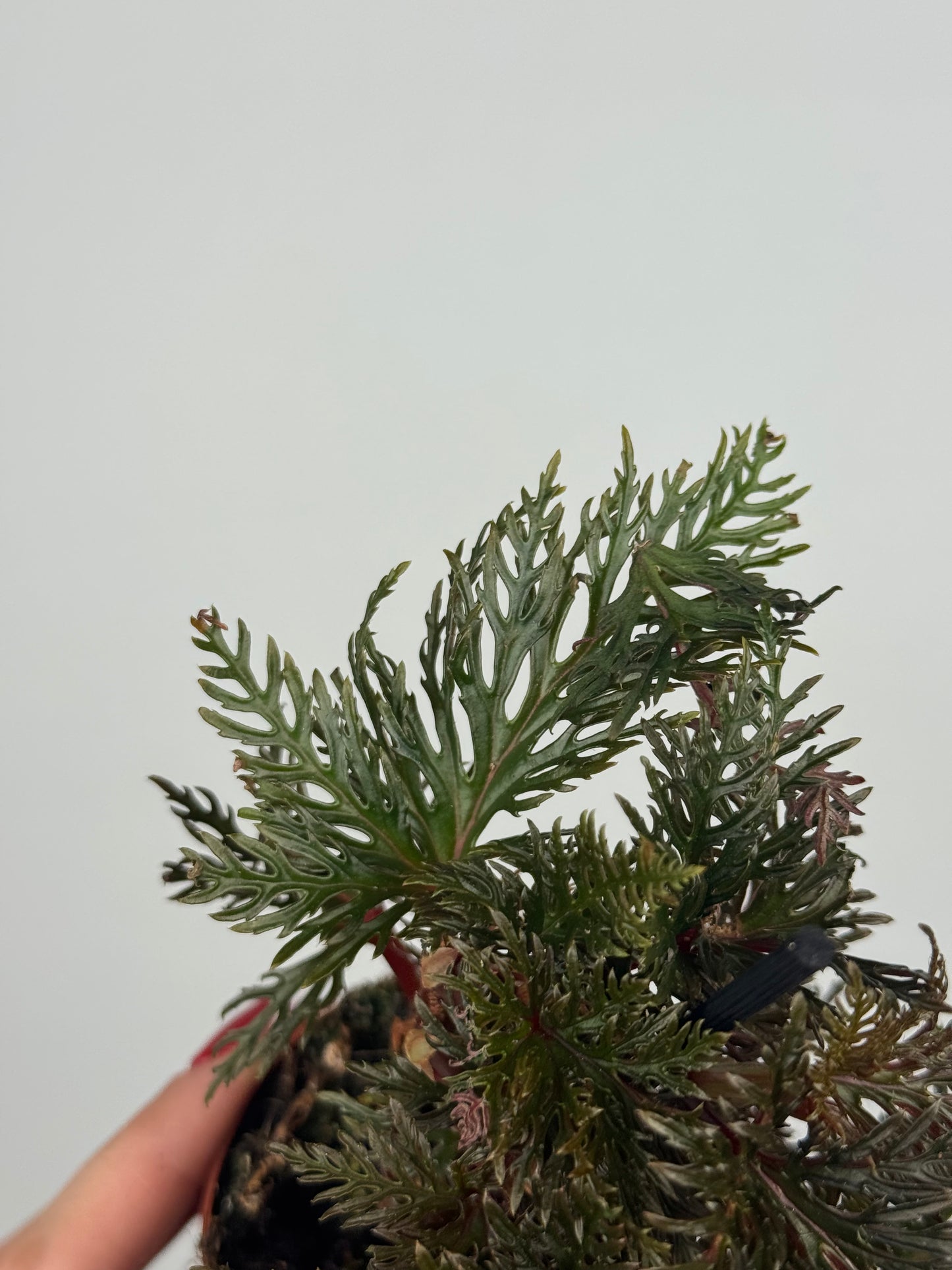 Begonia Bipinnatifida