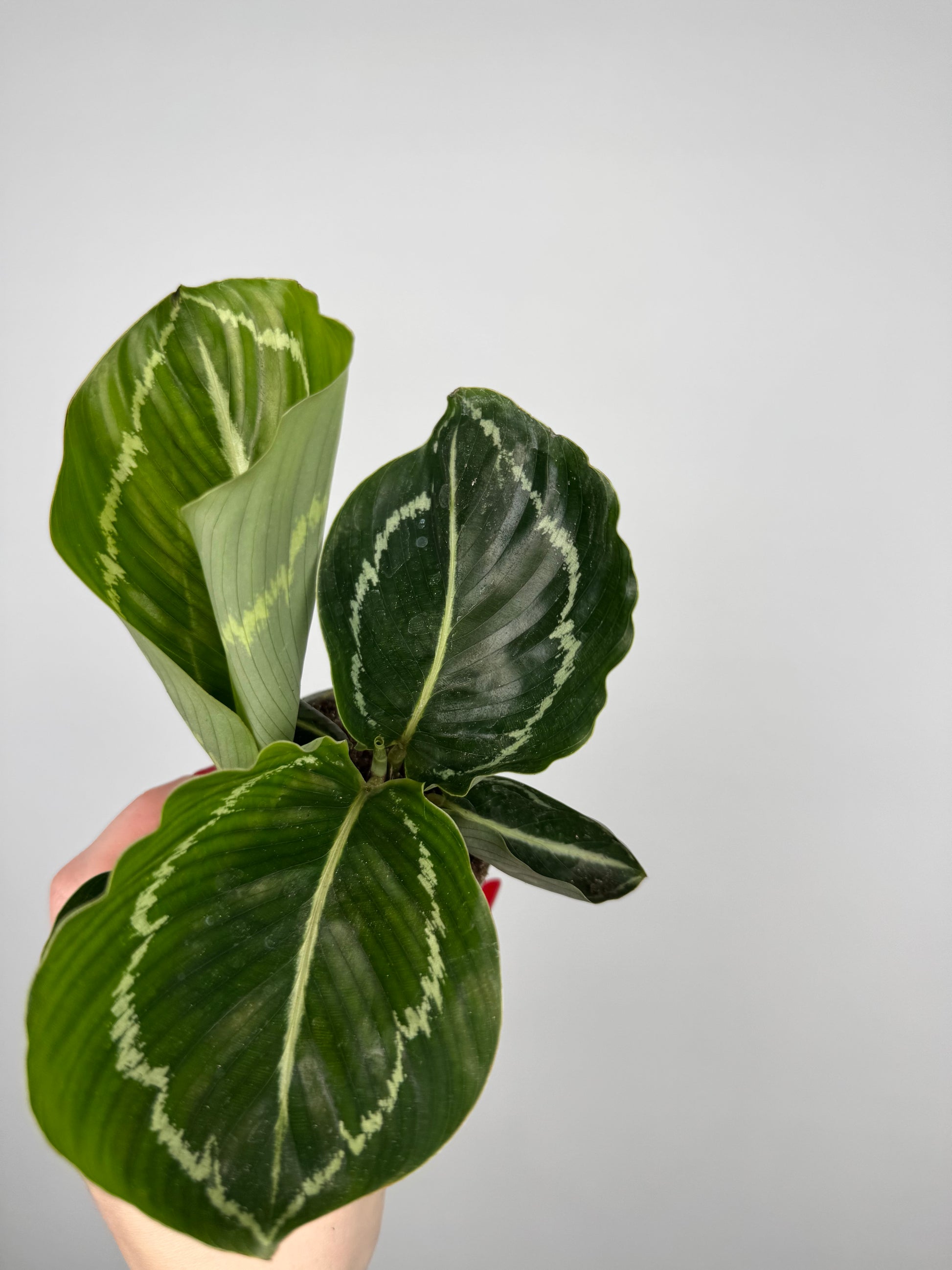 Calathea roseopicta “Green Goddess”