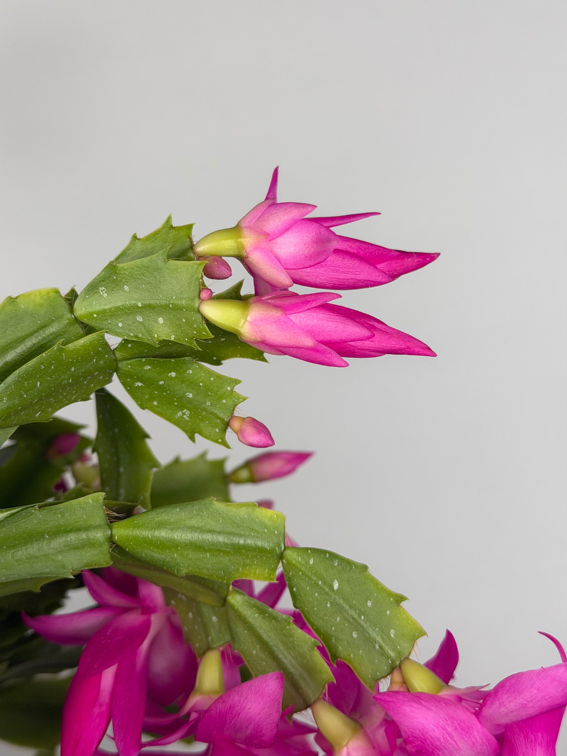 Schlumbergera Fucsia