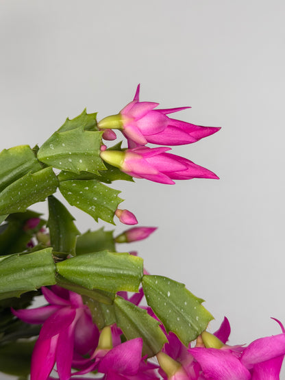 Schlumbergera Fucsia