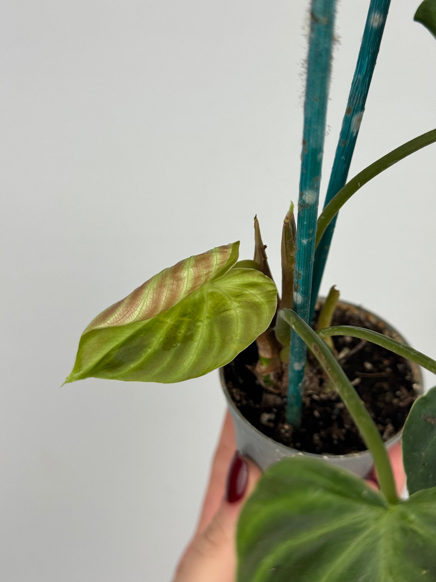 Philodendron El Choco Red | Nilo
