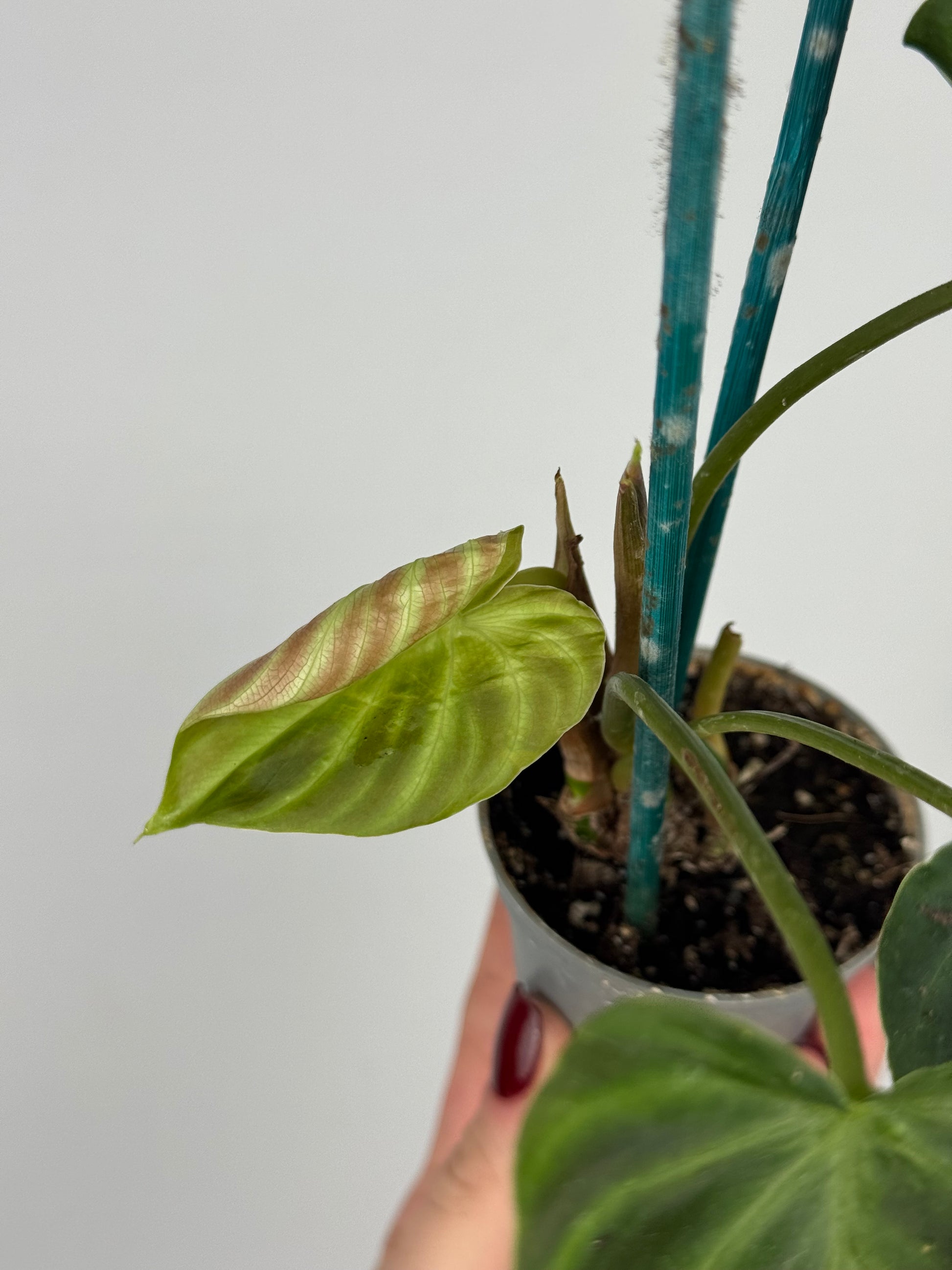 Philodendron El Choco Red | Nilo