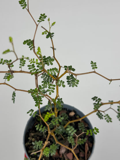 Sophora Prostrata “Little Baby”