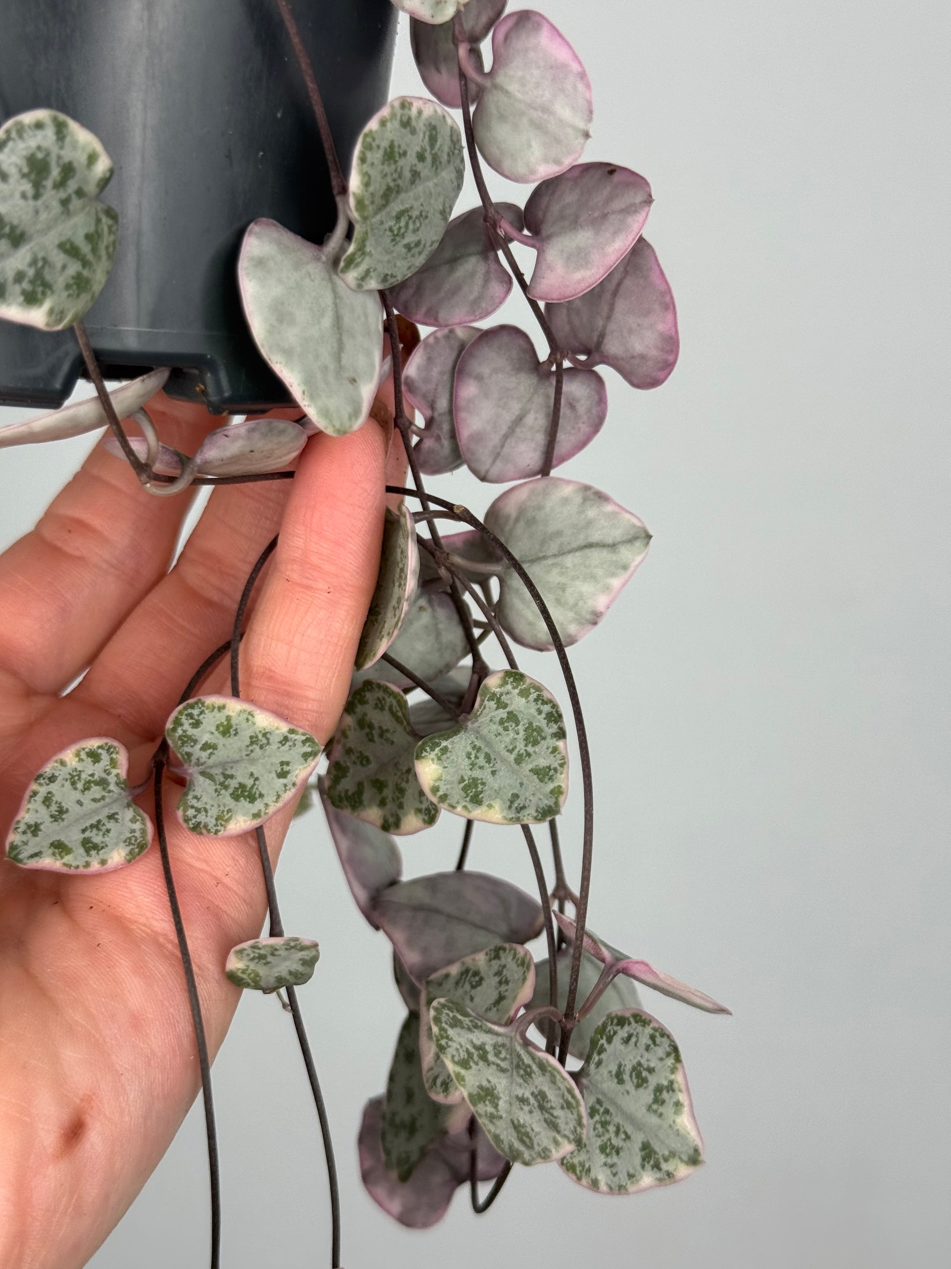 Ceropegia Woodii “String of hearts” variegata