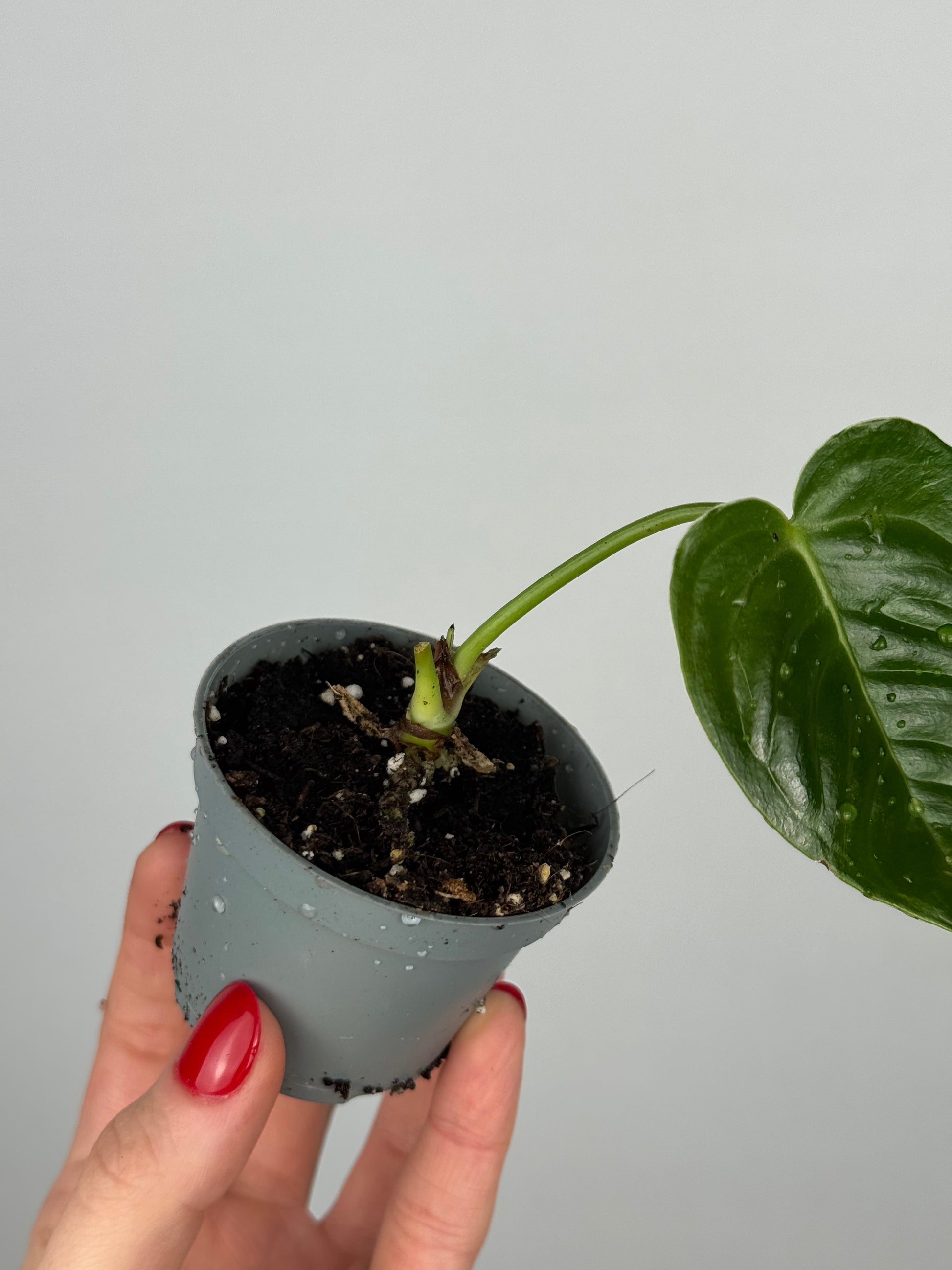 Anthurium Veitchii | Joan