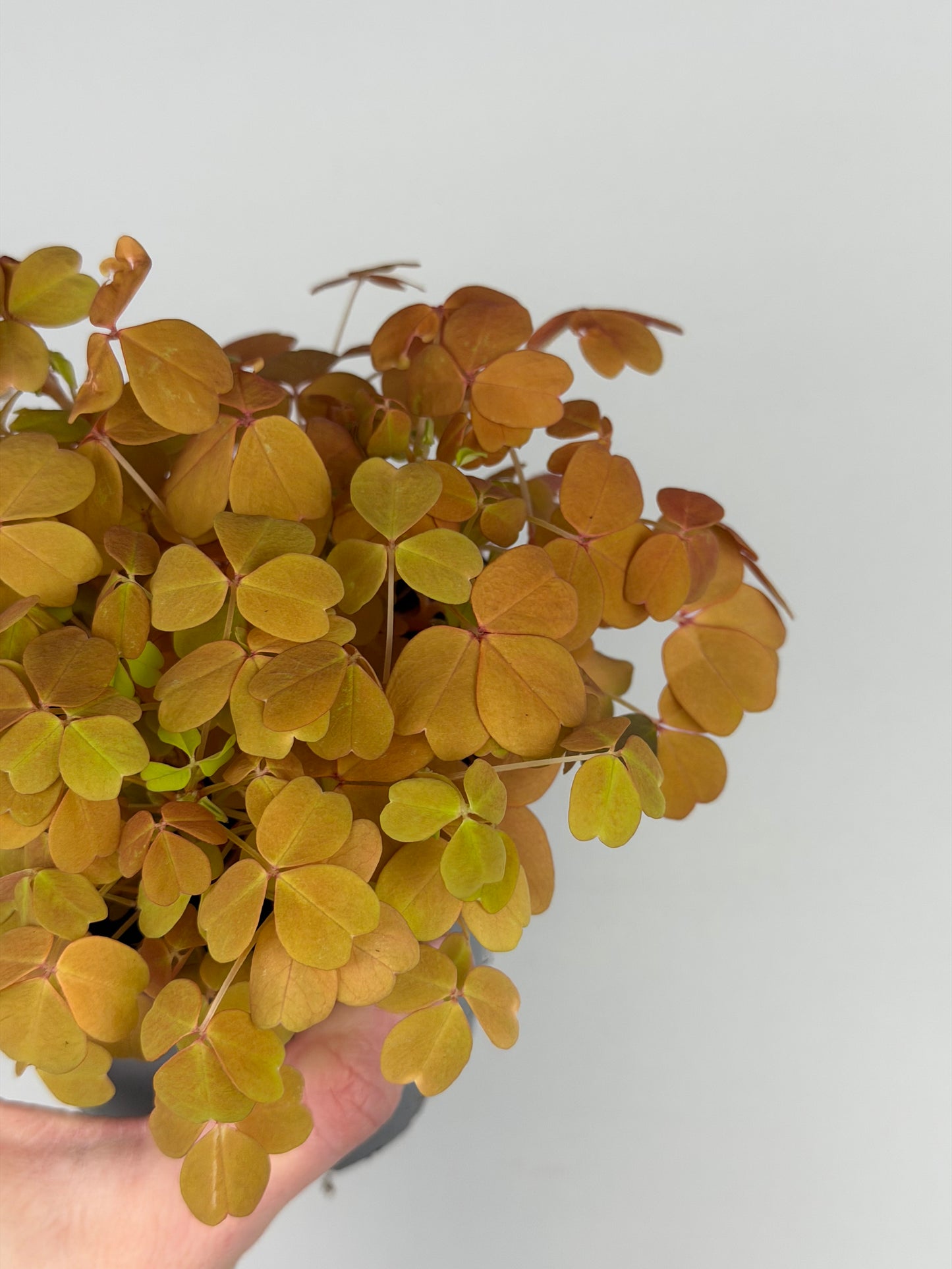 Oxalis Vulcanicola 'Sunset Velvet' Oxalis Tropical Corner