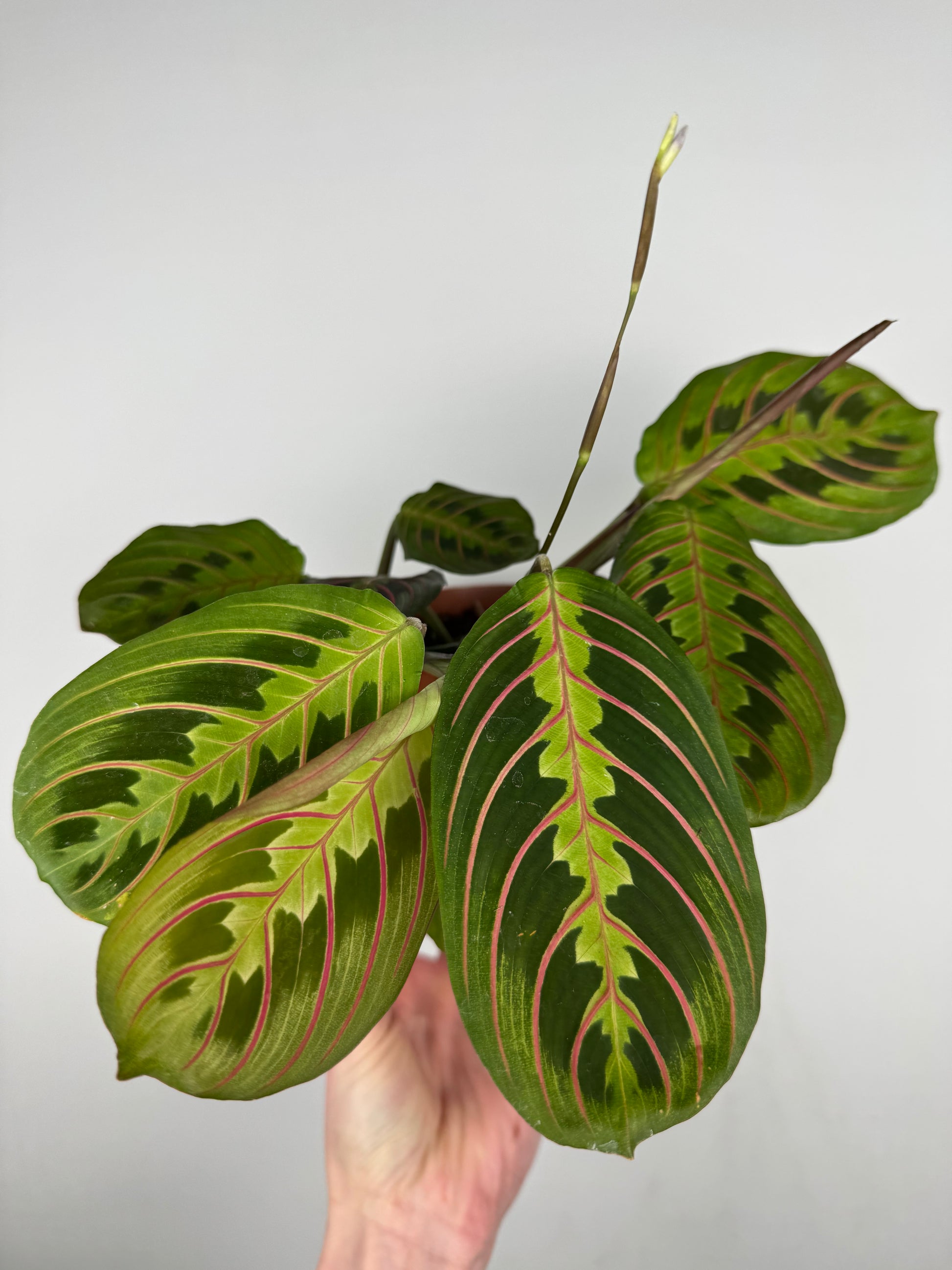 Maranta Leuconeura Fascinator | Ginevra