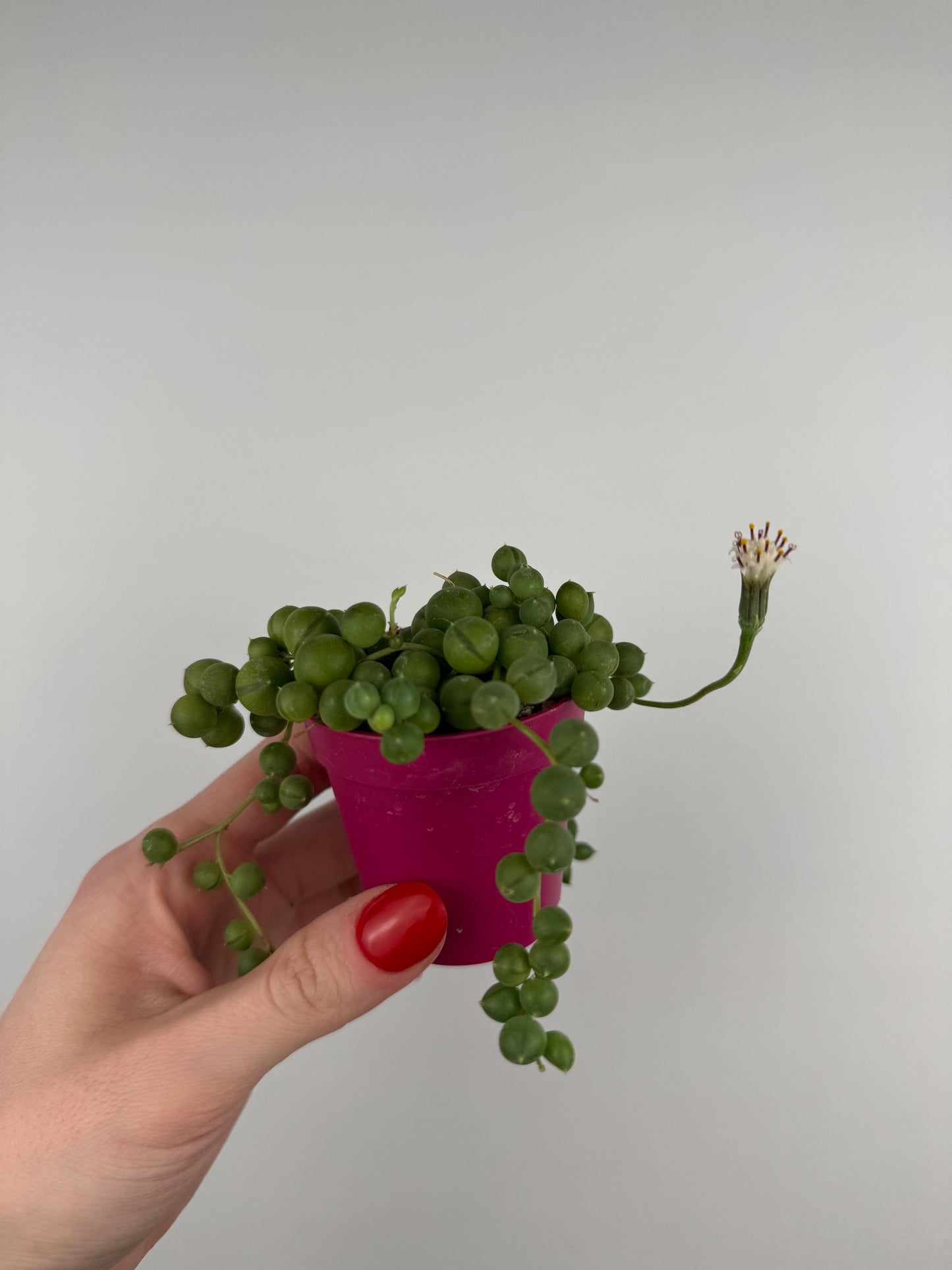 Senecio Rowleyanus