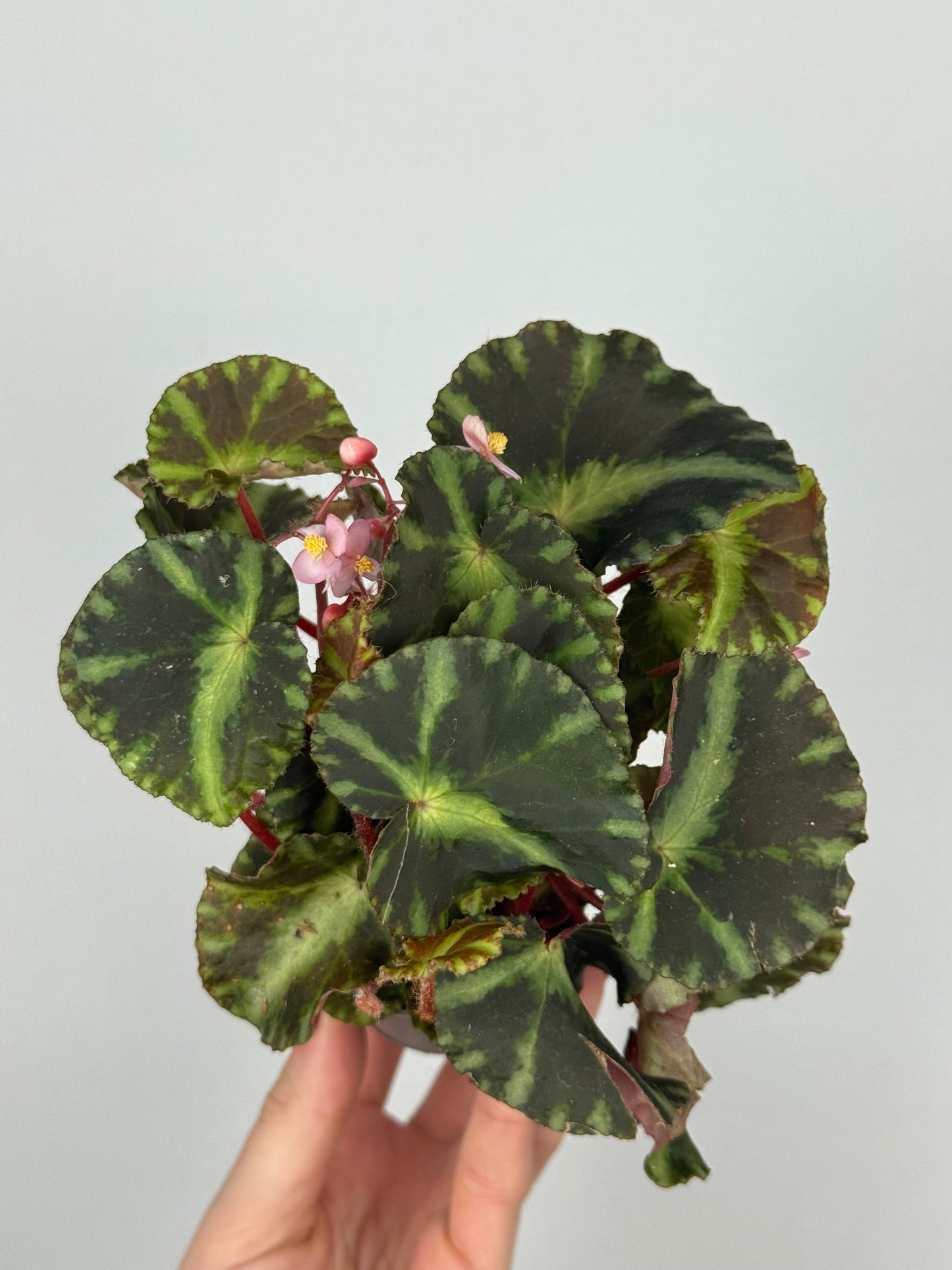 Begonia Cleopatrae