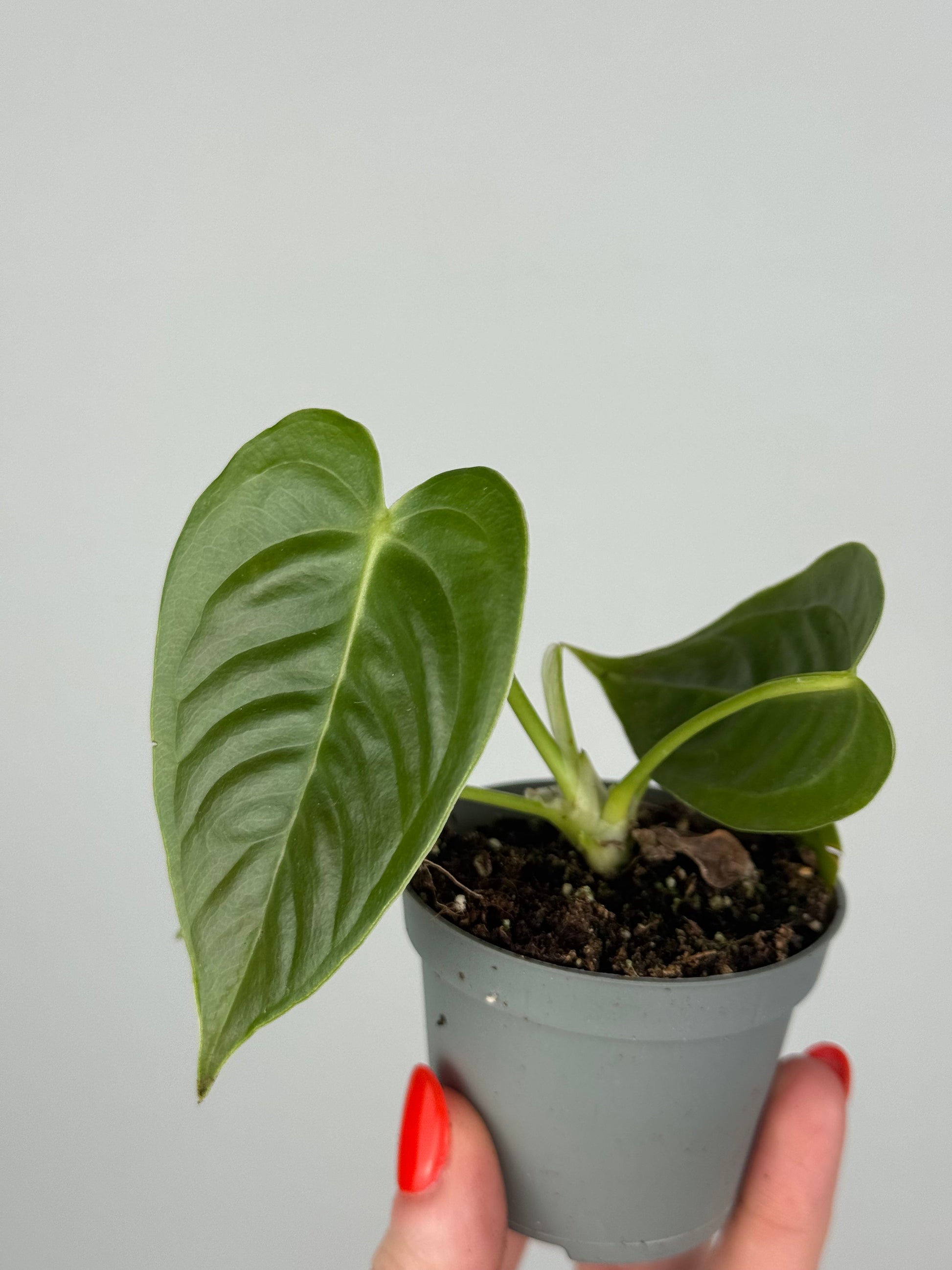 Anthurium Veitchii