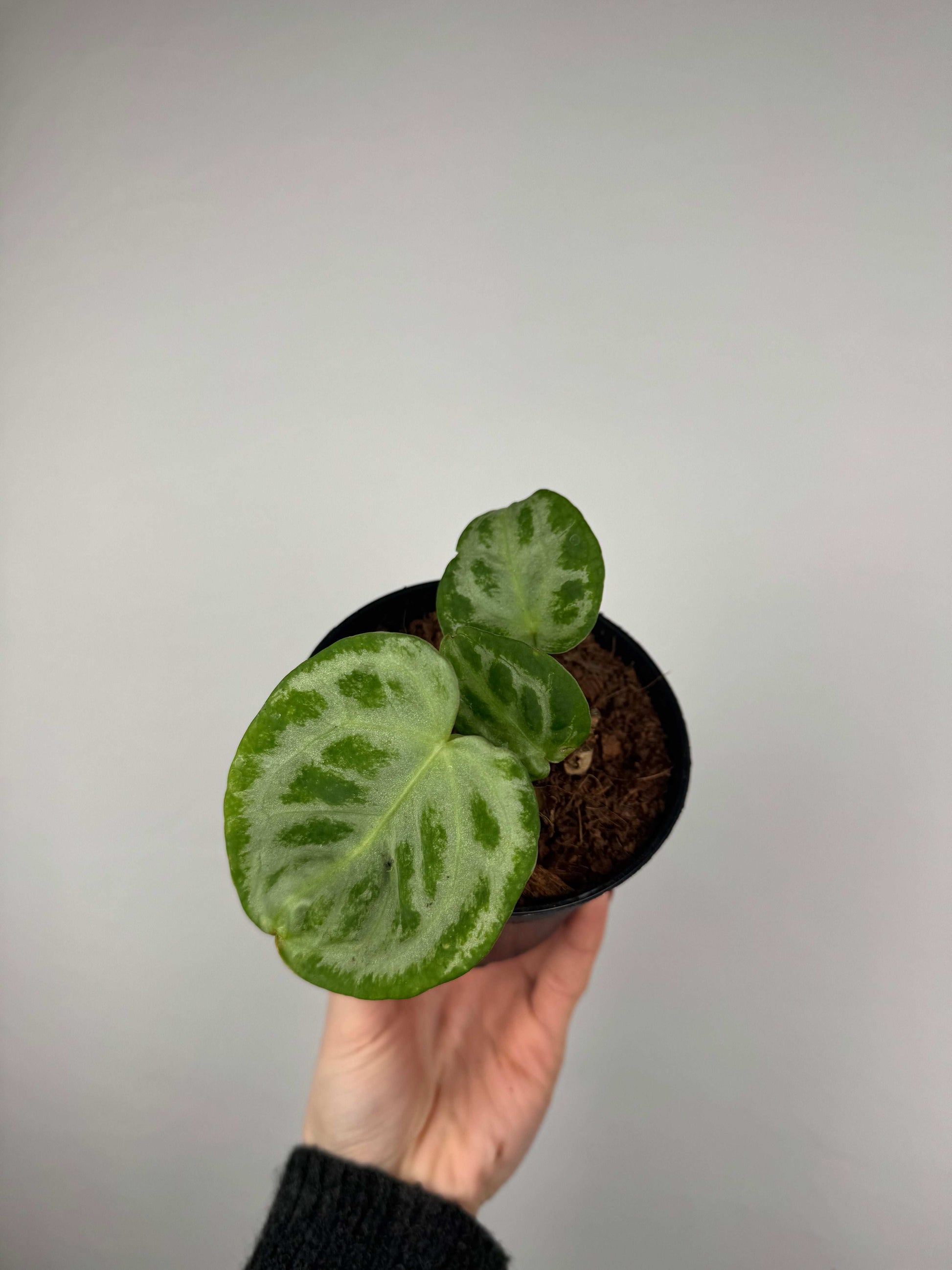 Anthurium “Silver Blush” | Camillo