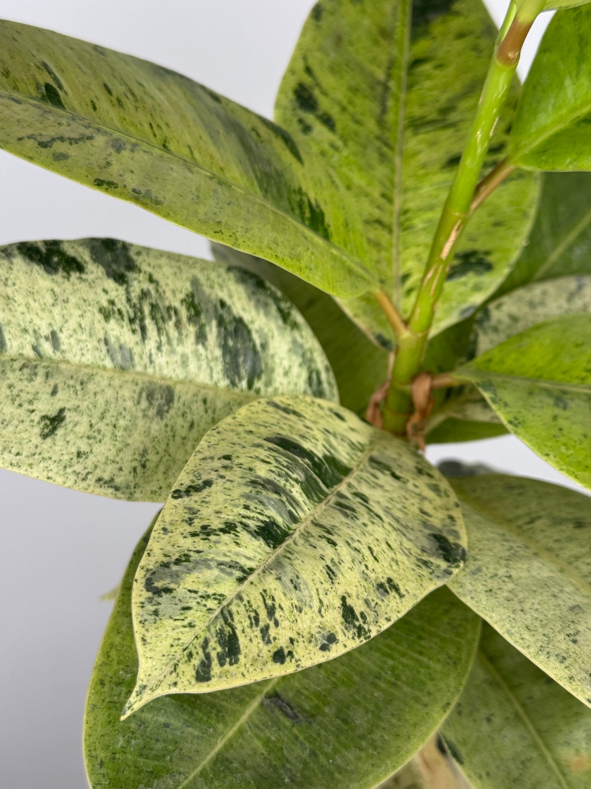 Ficus Shivereana Moonshine