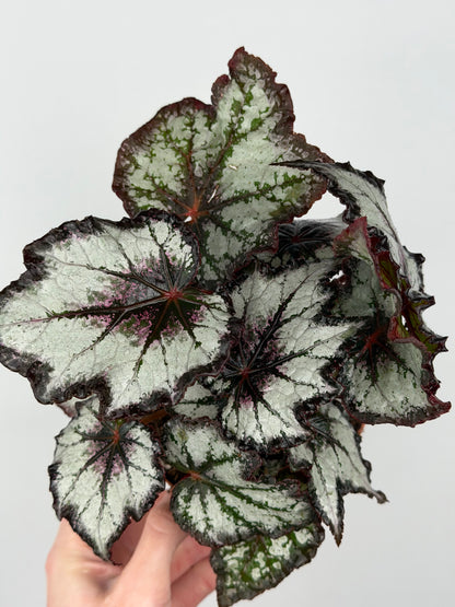 Begonia 'Bewitched Night Owl'