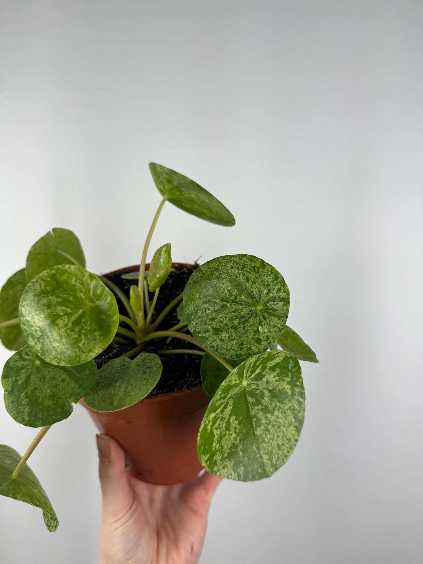 Pilea Peperomioides “Mojito”