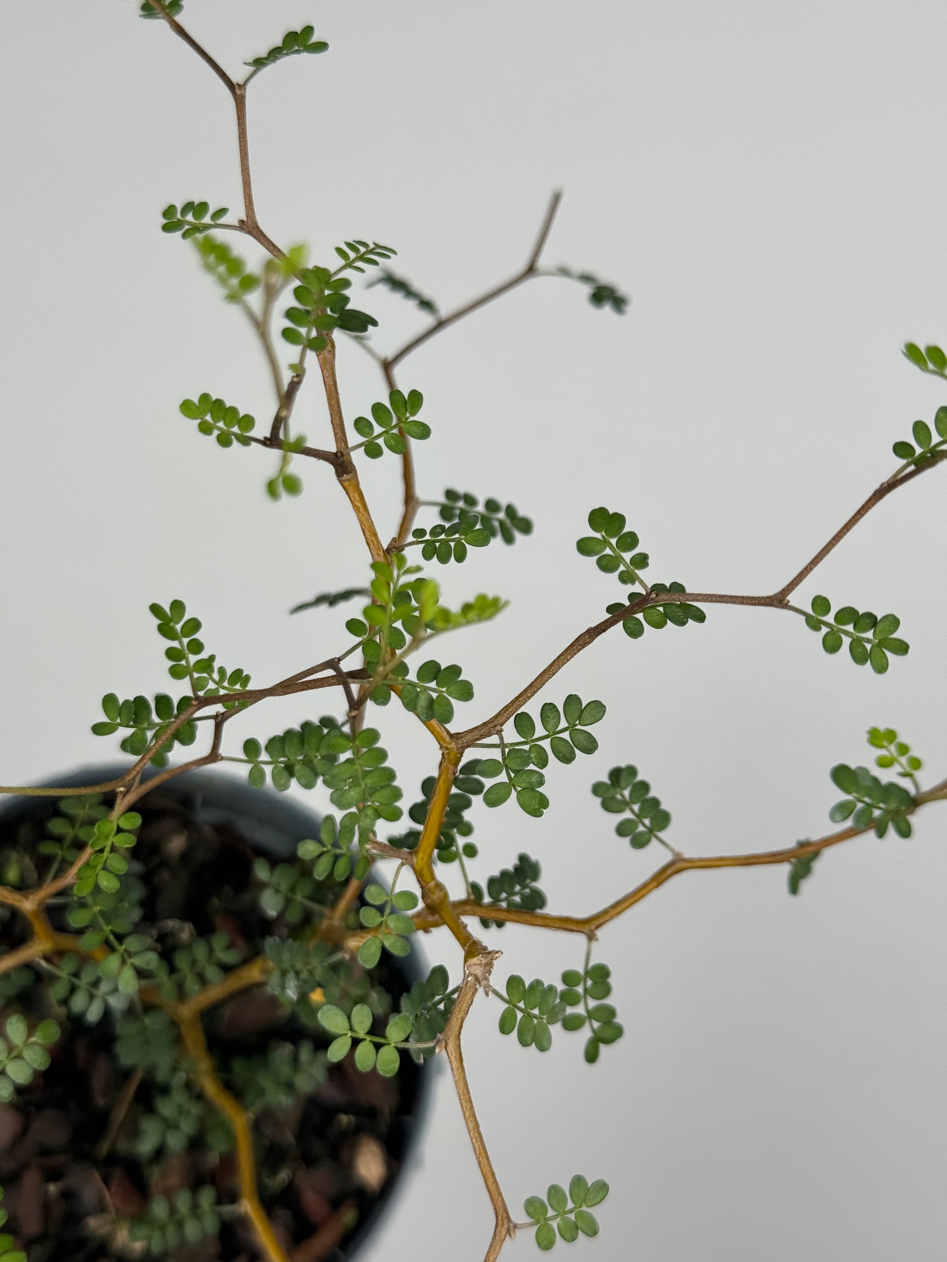 Sophora Prostrata “Little Baby”