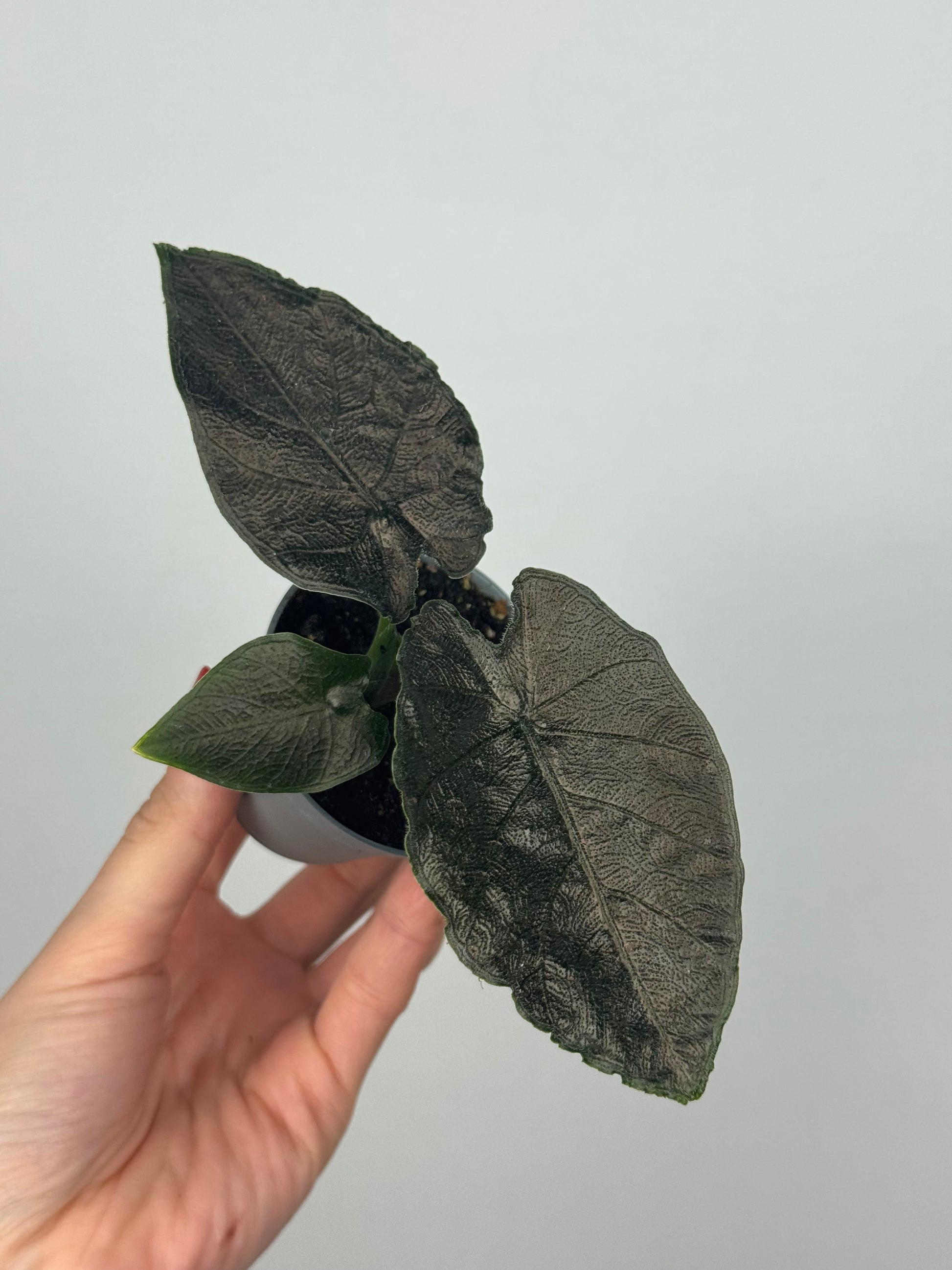 Alocasia Antoro Velvet