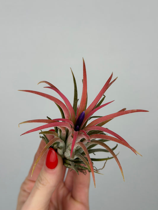 Tillandsia ionantha 'Red'