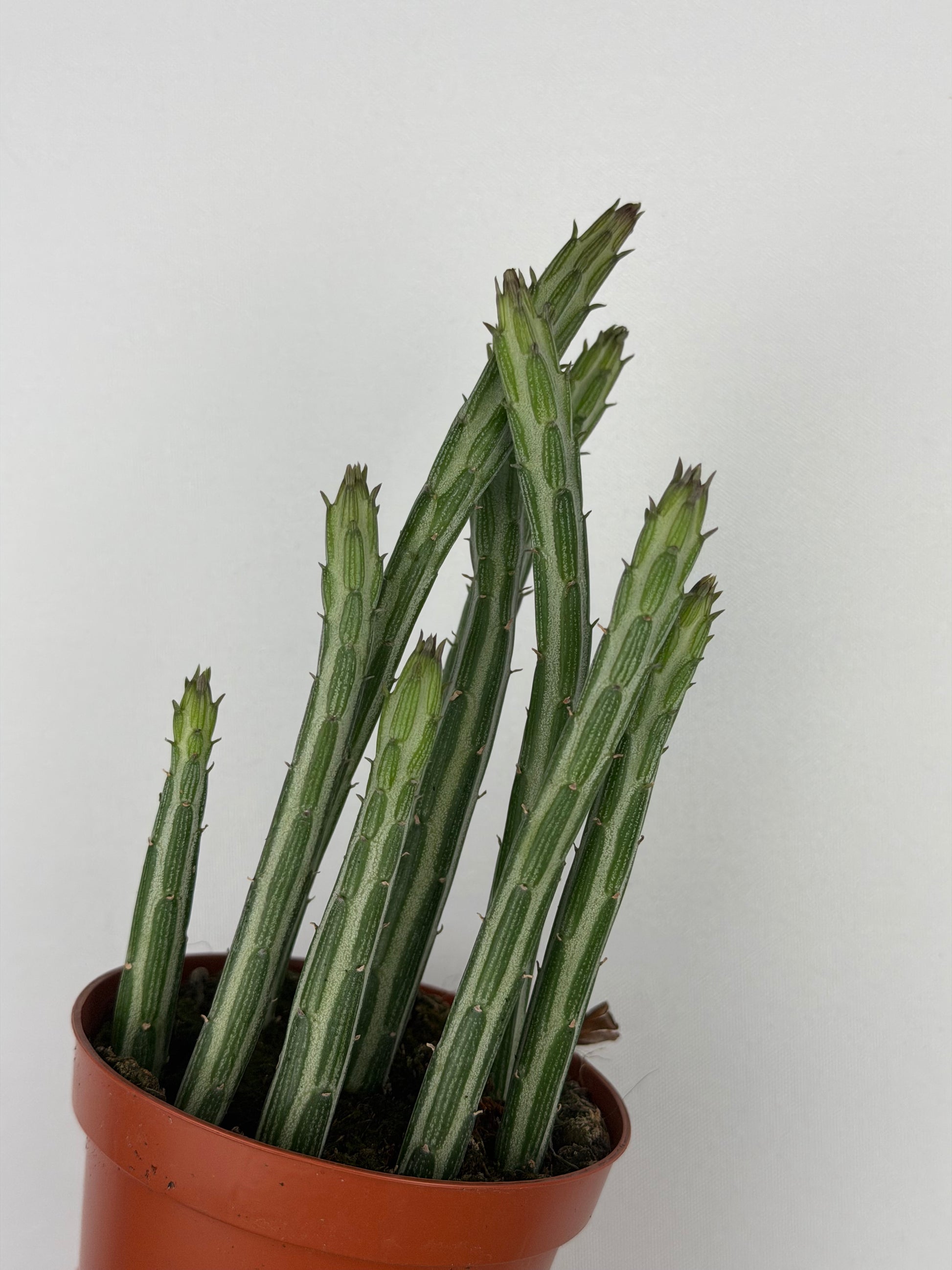 Senecio Stapeliiformis