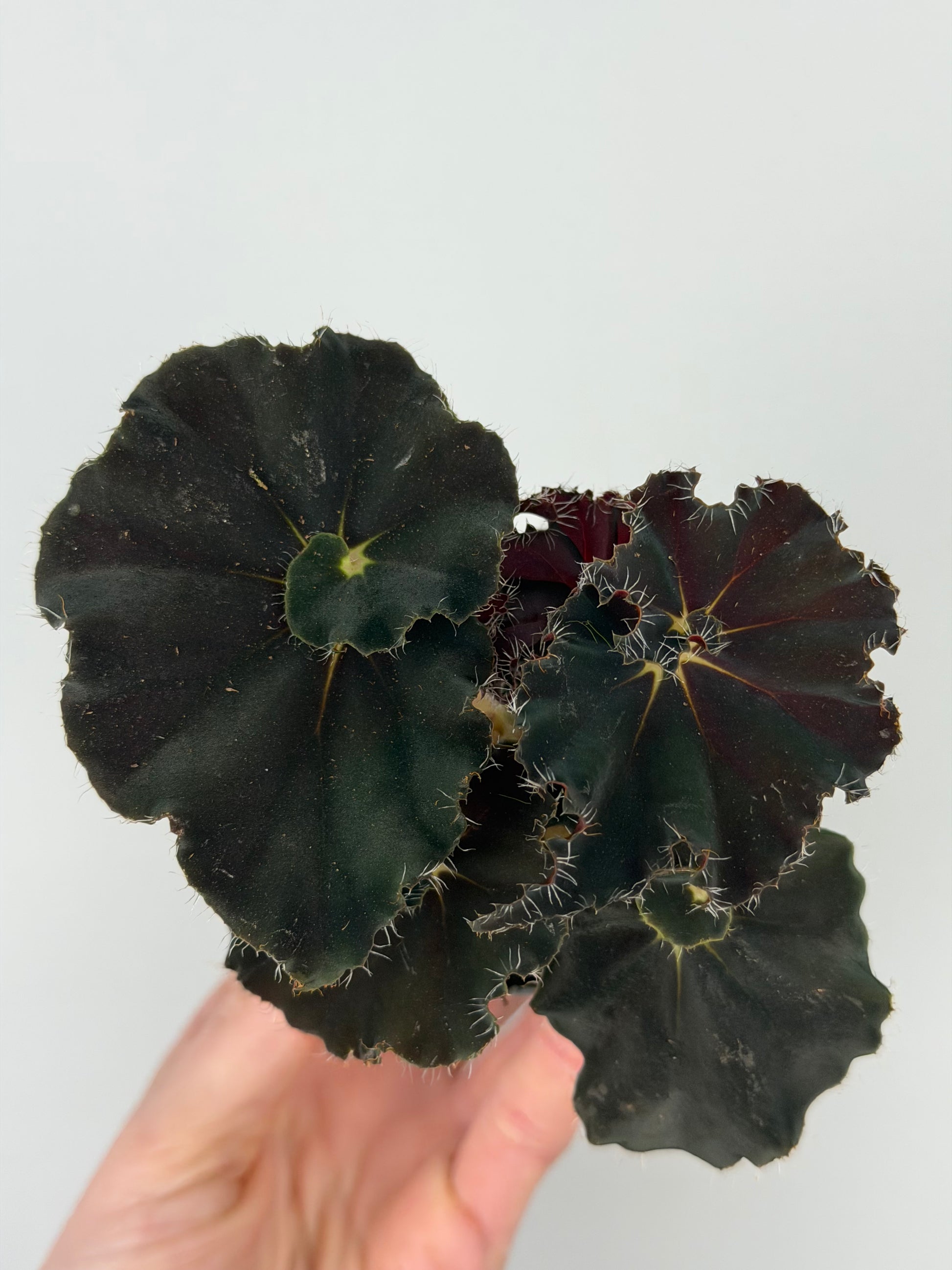 Begonia 'Dark Mambo'
