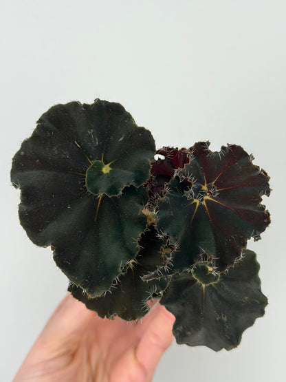 Begonia 'Dark Mambo'