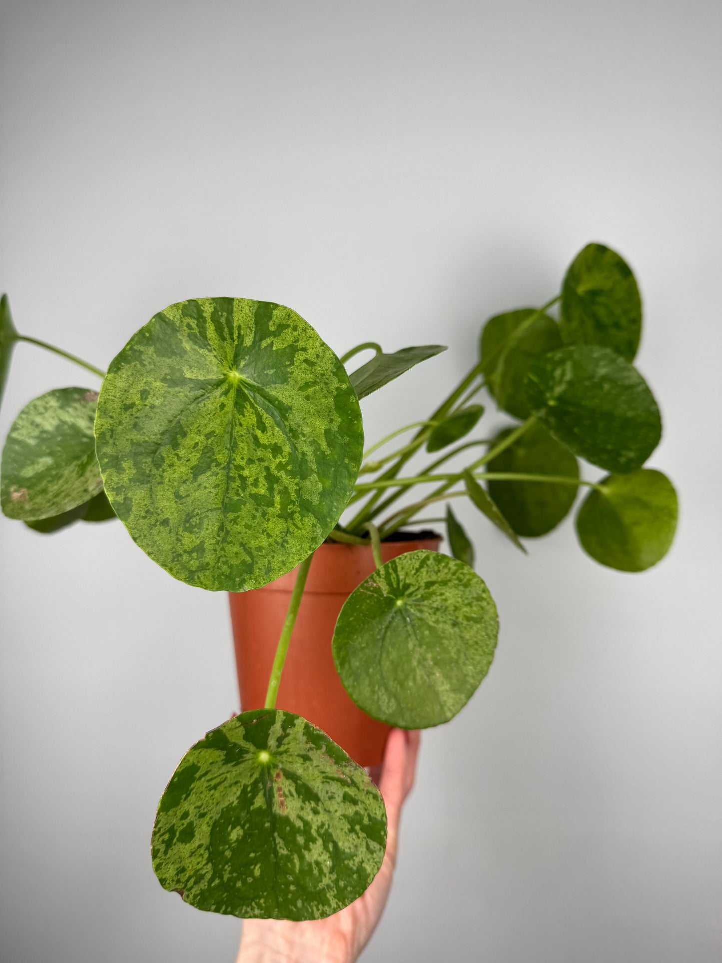 Pilea Peperomioides “Mojito”